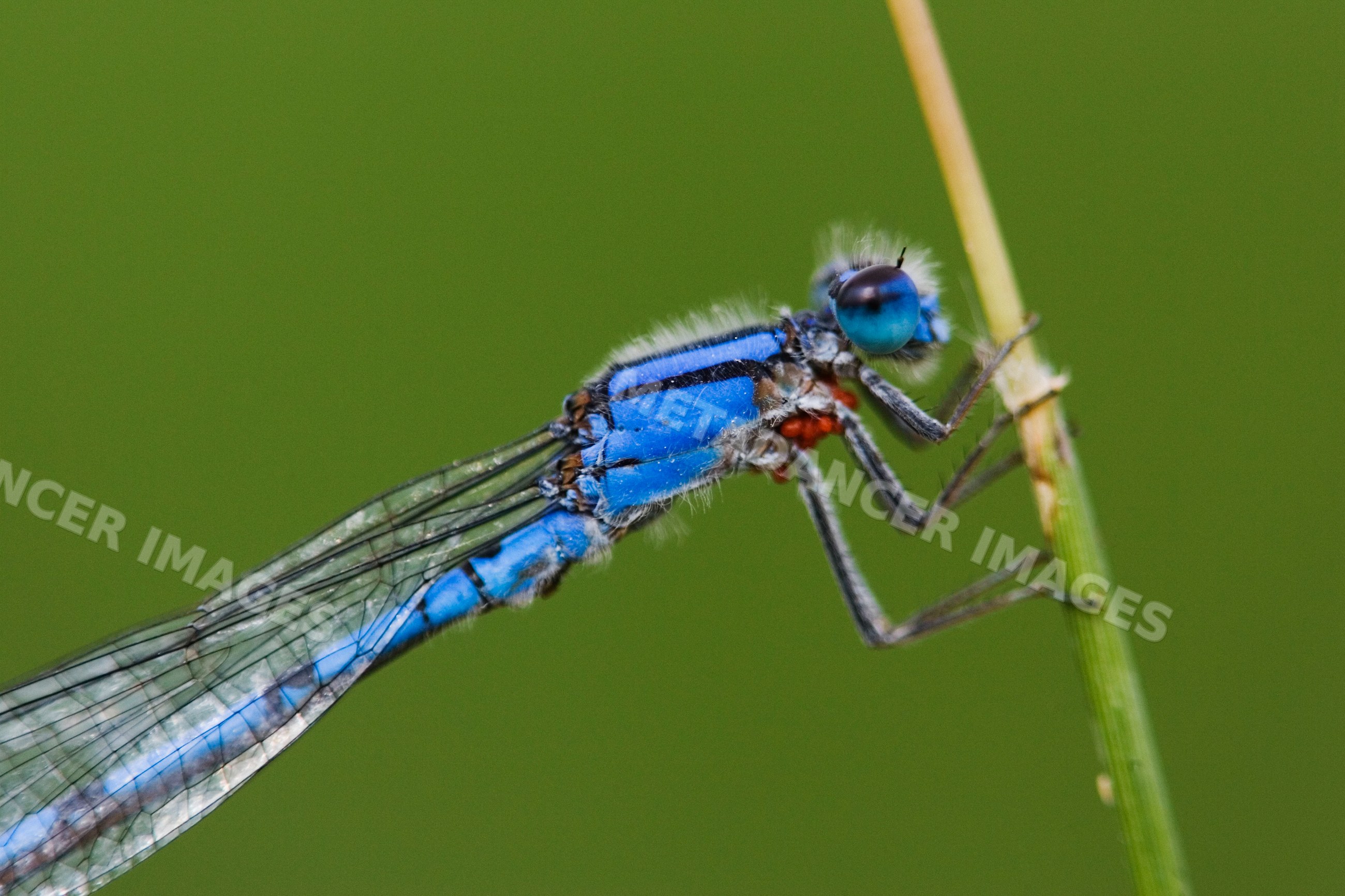 Close-up of blue-bodied damselfly perched on plant stem
