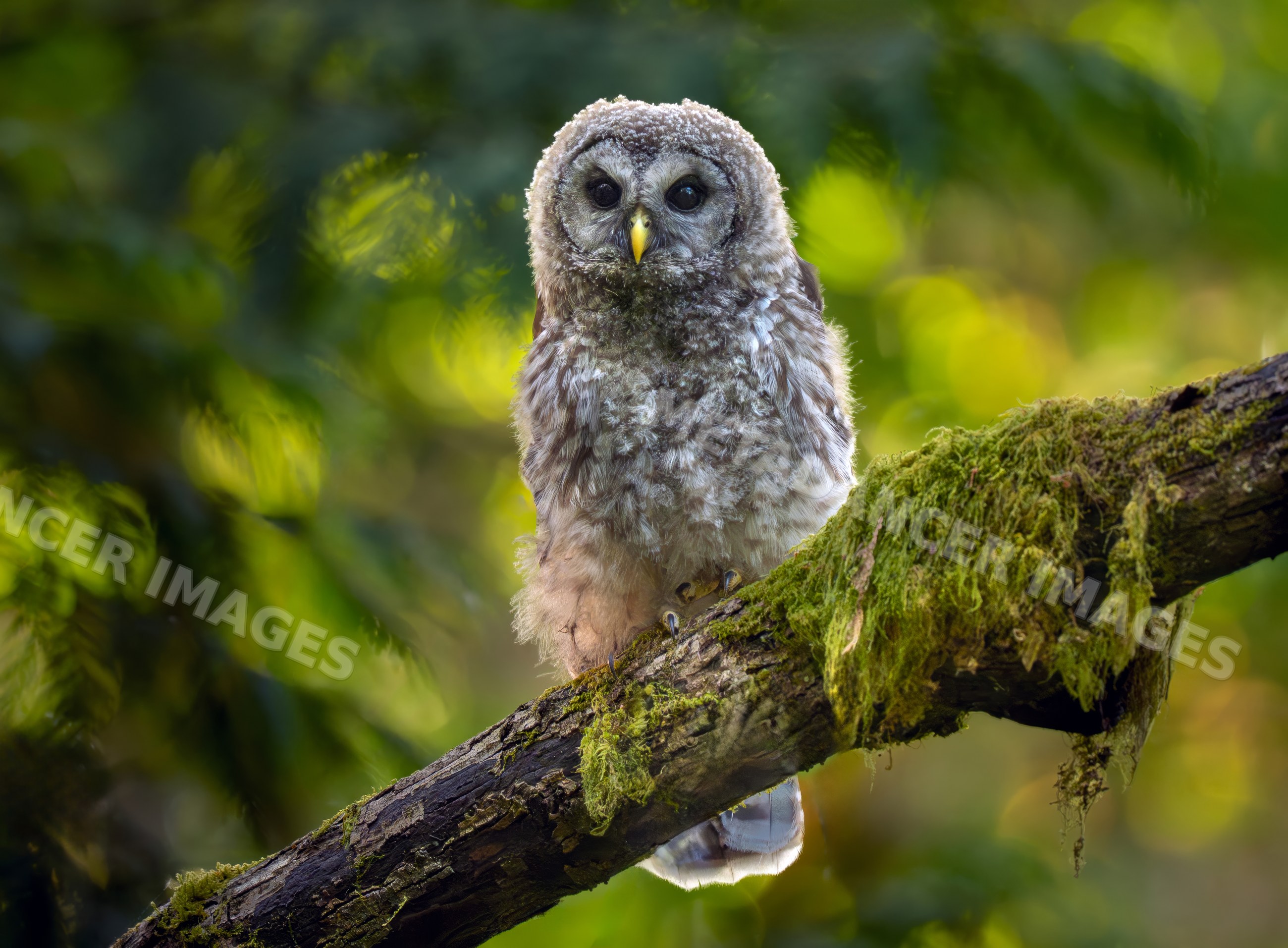 Barred owl perched on mossy tree branch in forest USA