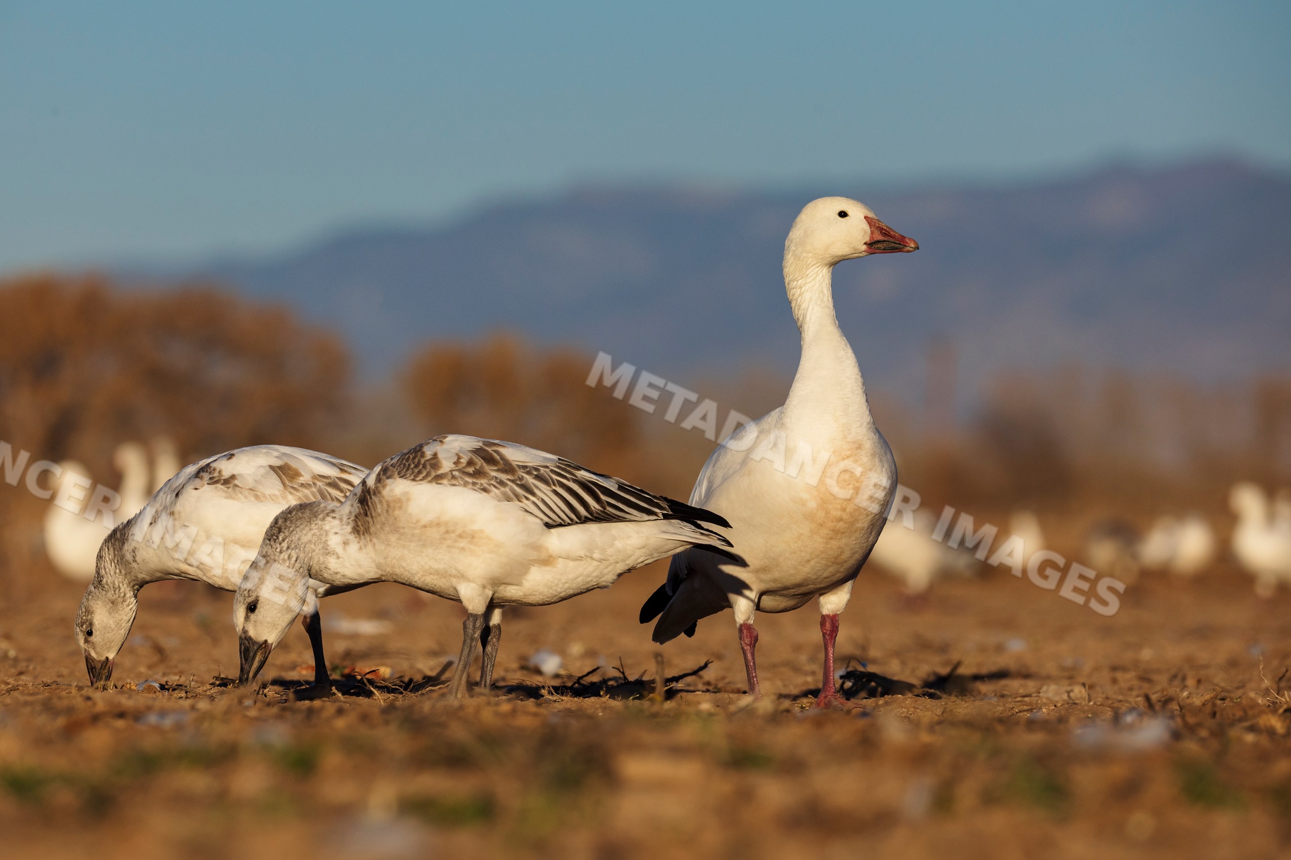 Snow goose family foraging at waterfowl complex