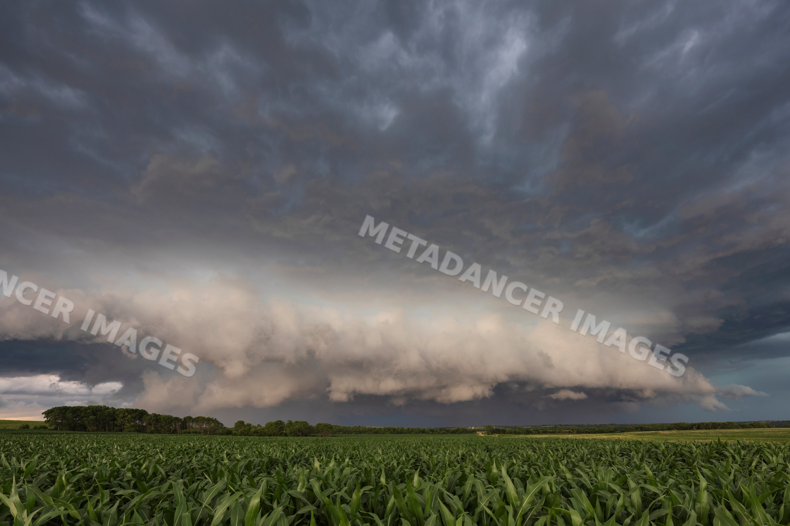 Supercell storm clouds over cornfield in waterville, kansas