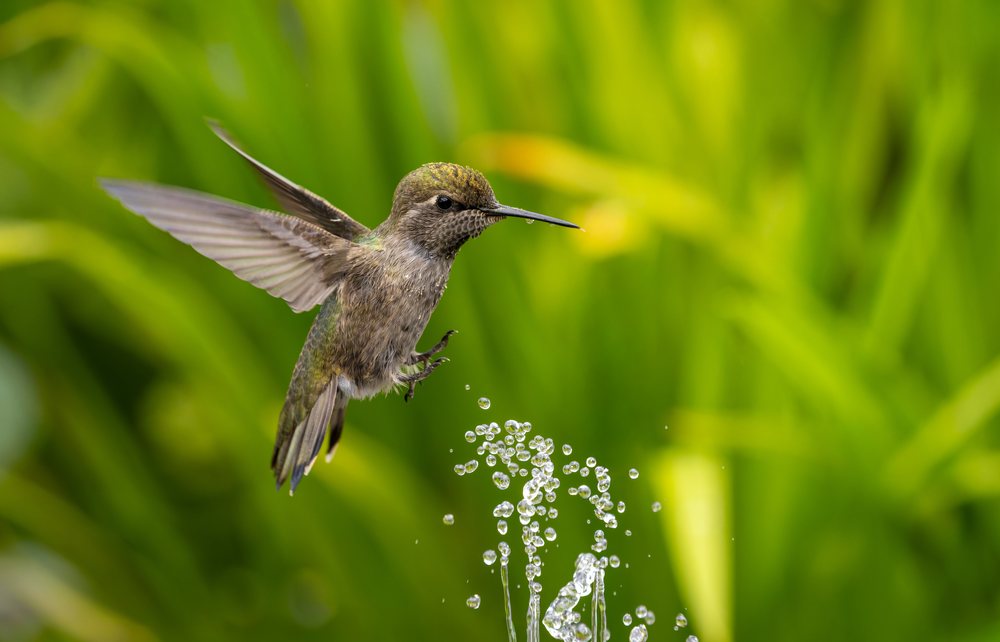 Hummingbird hovering and drinking water droplets with green foliage