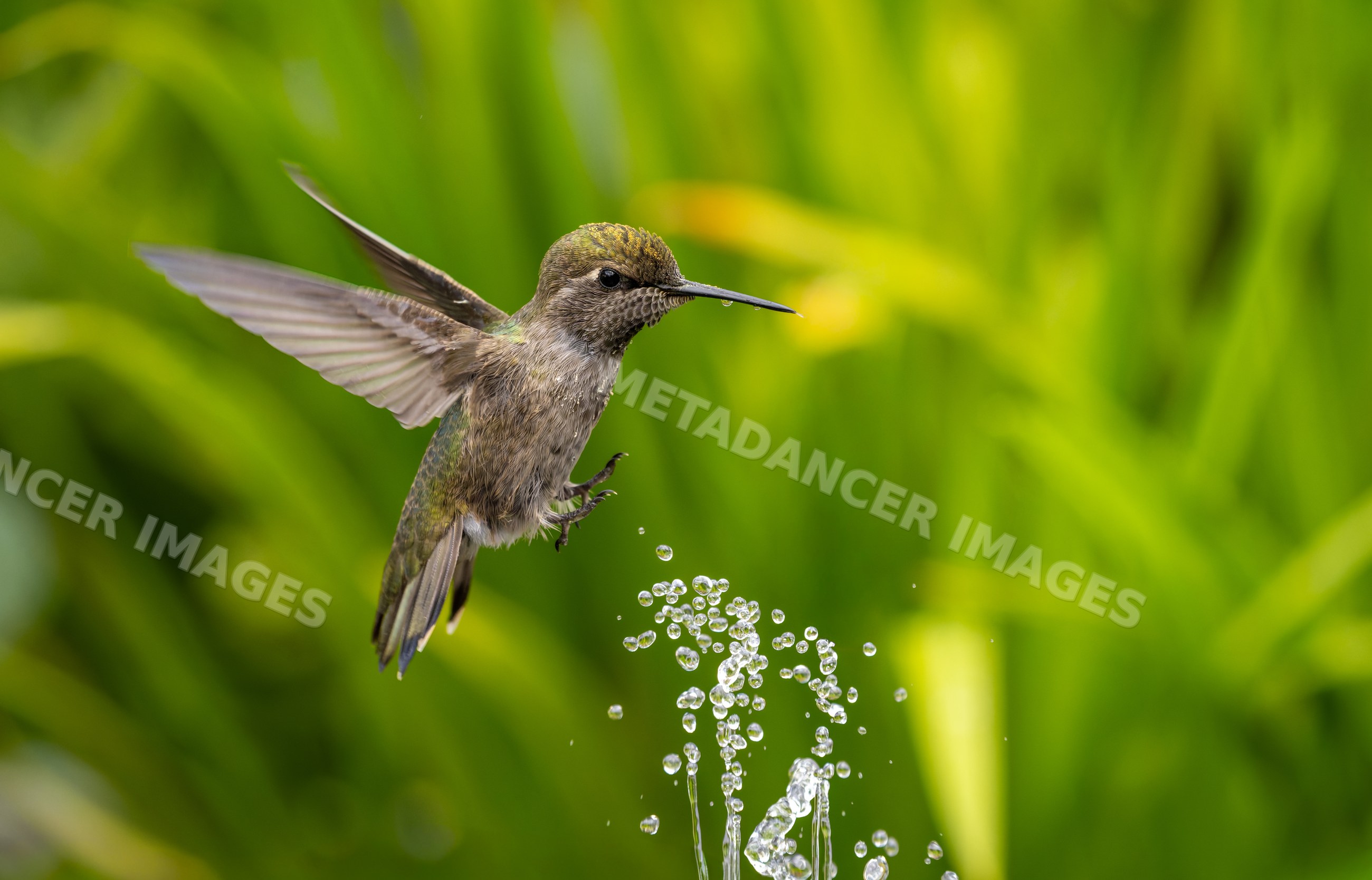 Hummingbird hovering and drinking water droplets with green foliage
