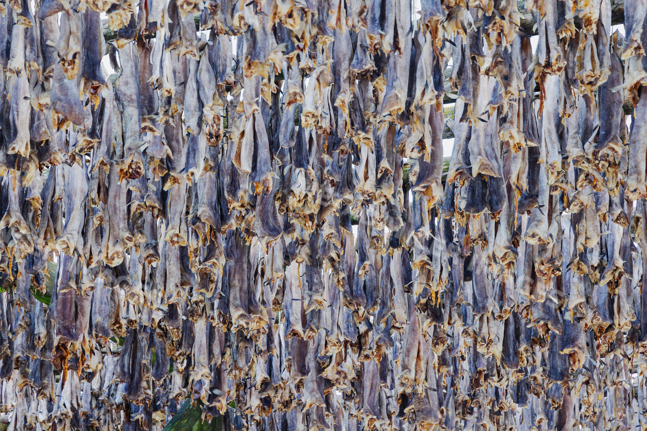 Cod drying on wooden racks in henningsvaer, Norway