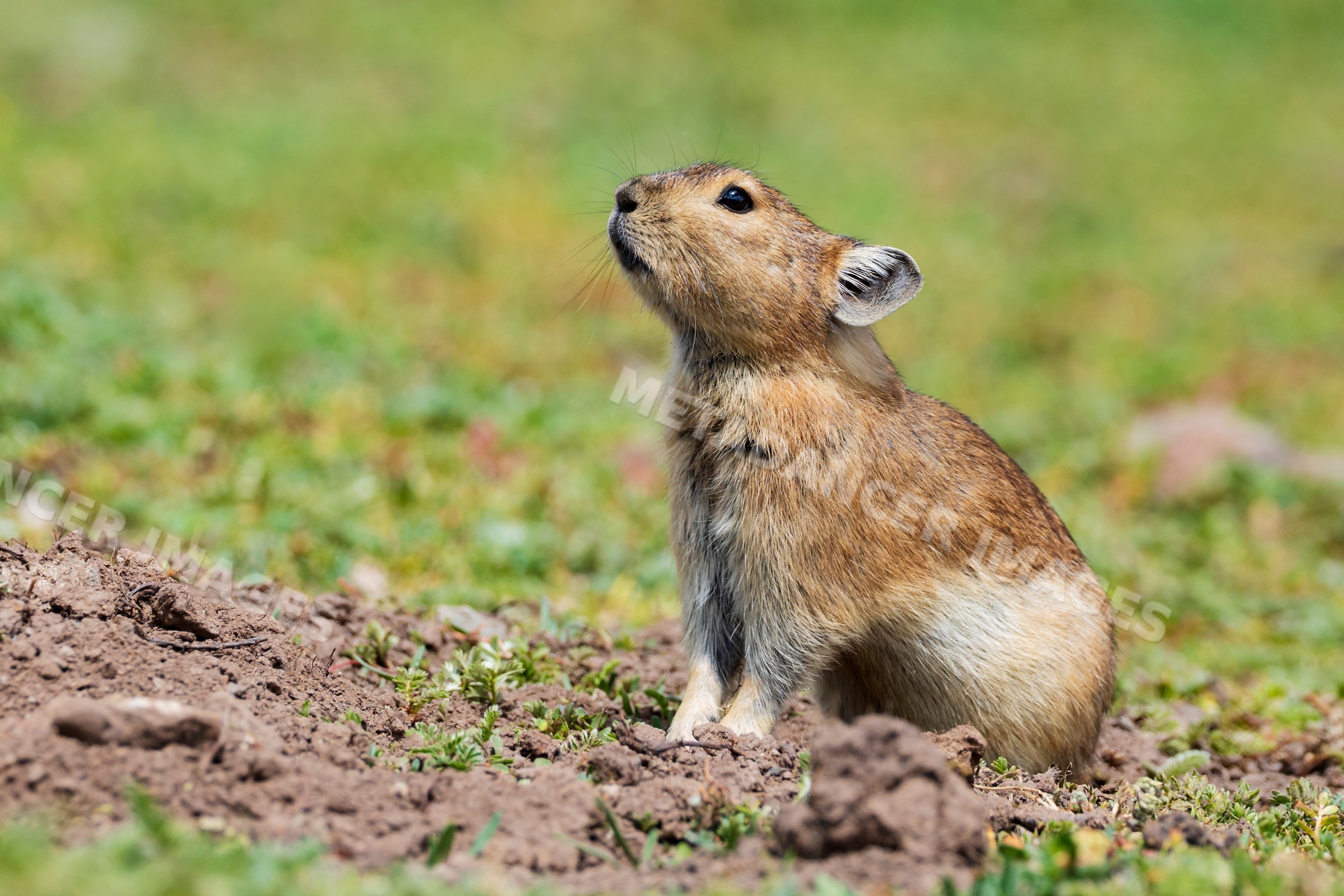Plateau Pika in alpine meadow habitat of Kham Tibet