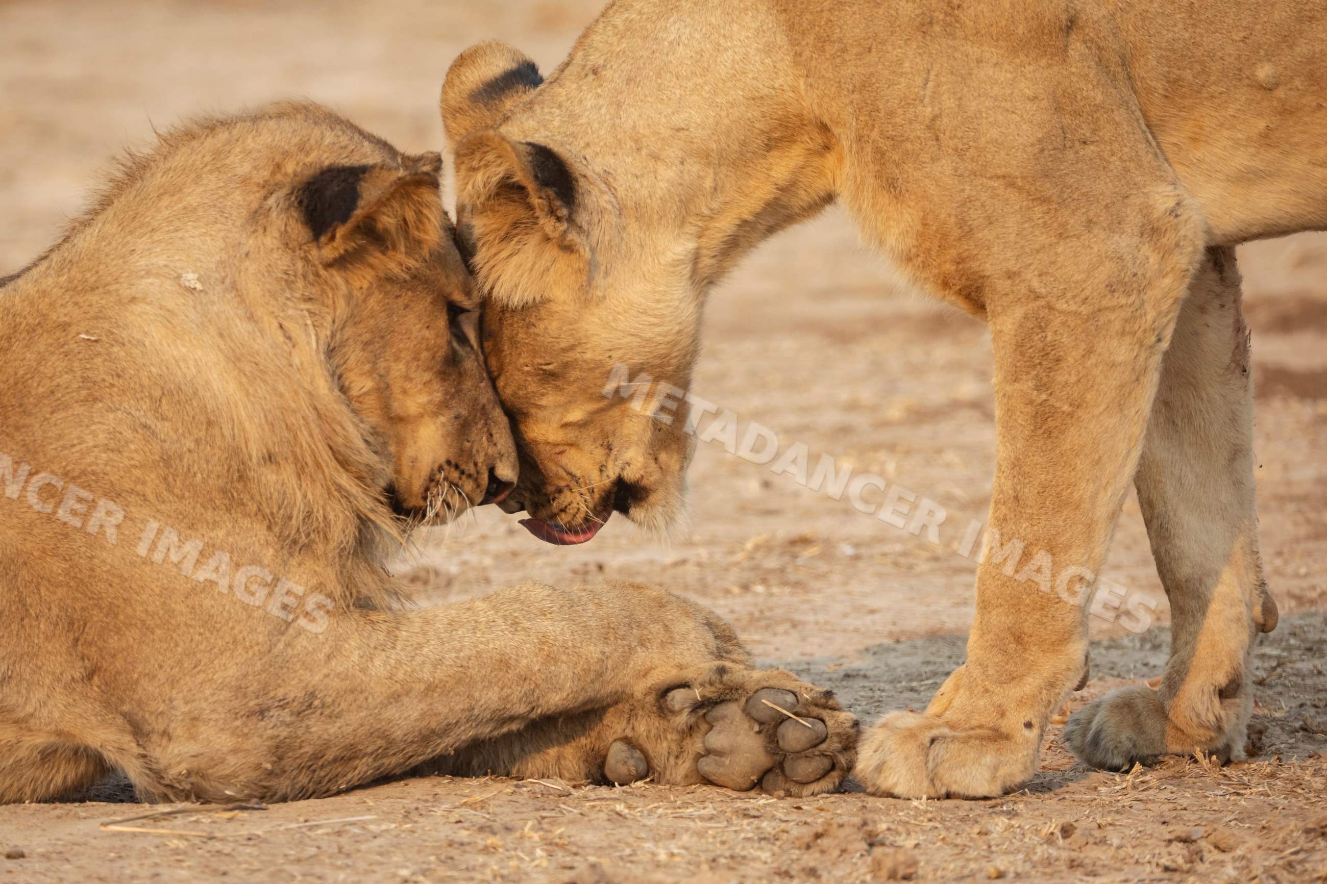 Lions touching heads in South Luangwa national park Zambia