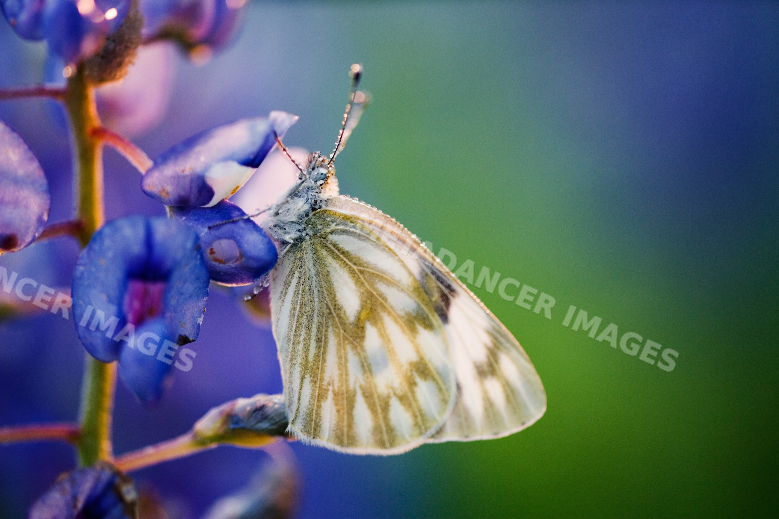 Butterfly on bluebonnet flower