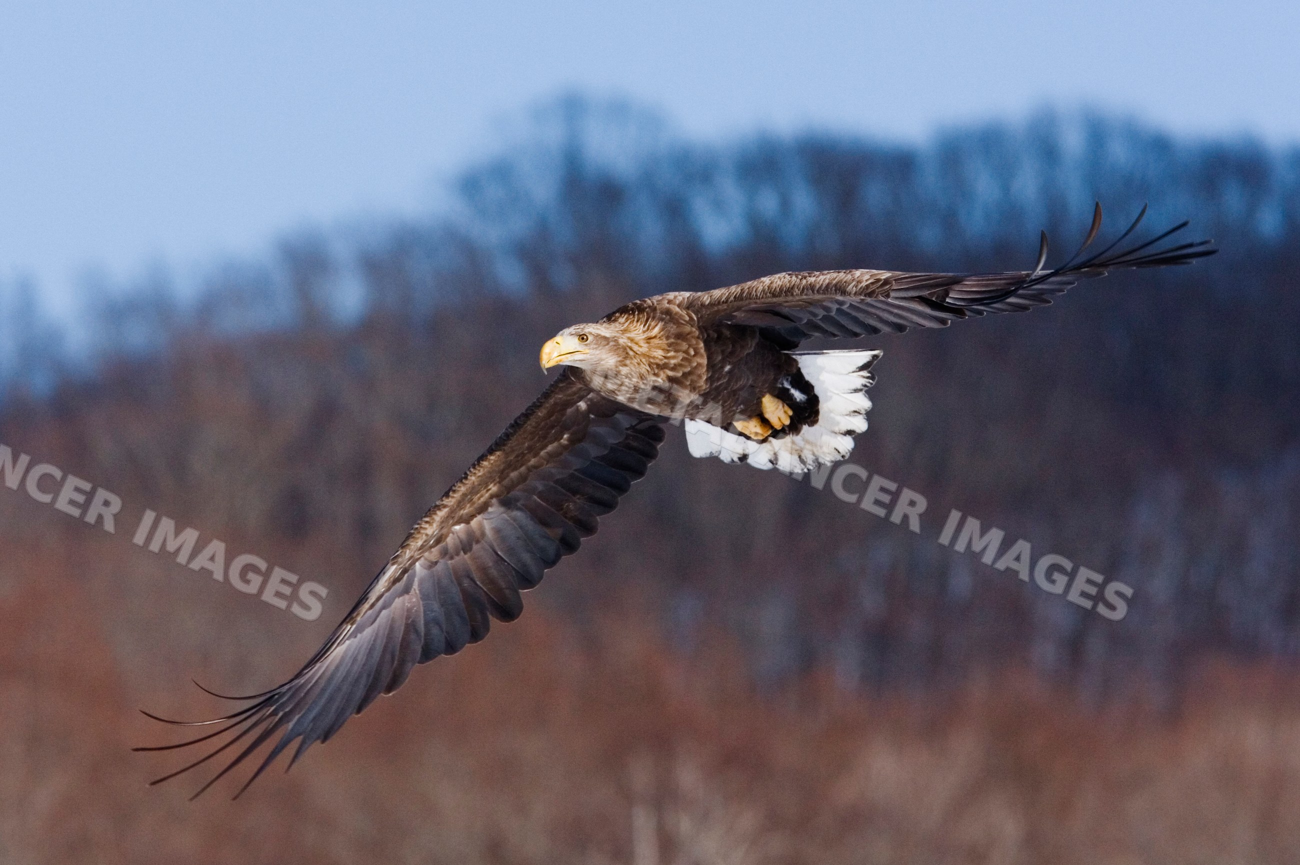 White tailed eagle soaring with wings spread wide