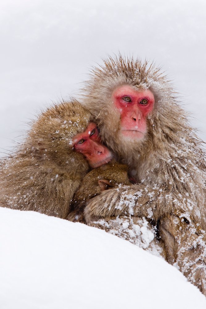 Japanese macaques huddling in snow at jigokudani onsen, nagano