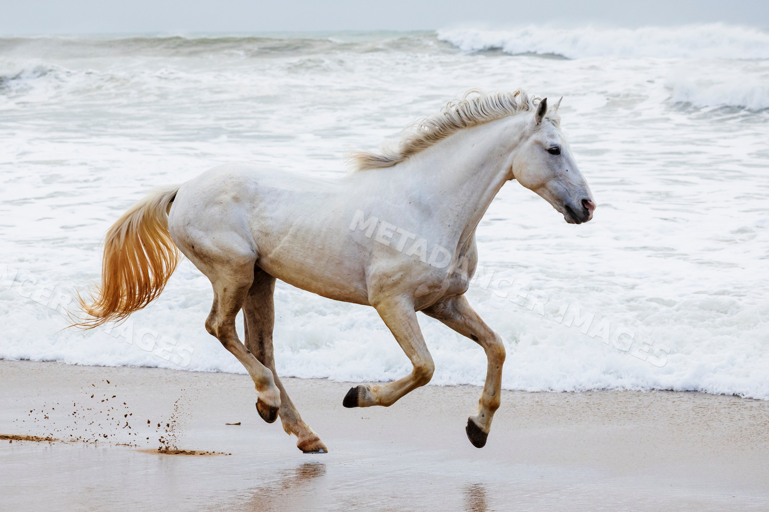 White Horse running on sandy Beach in essaouira Morocco