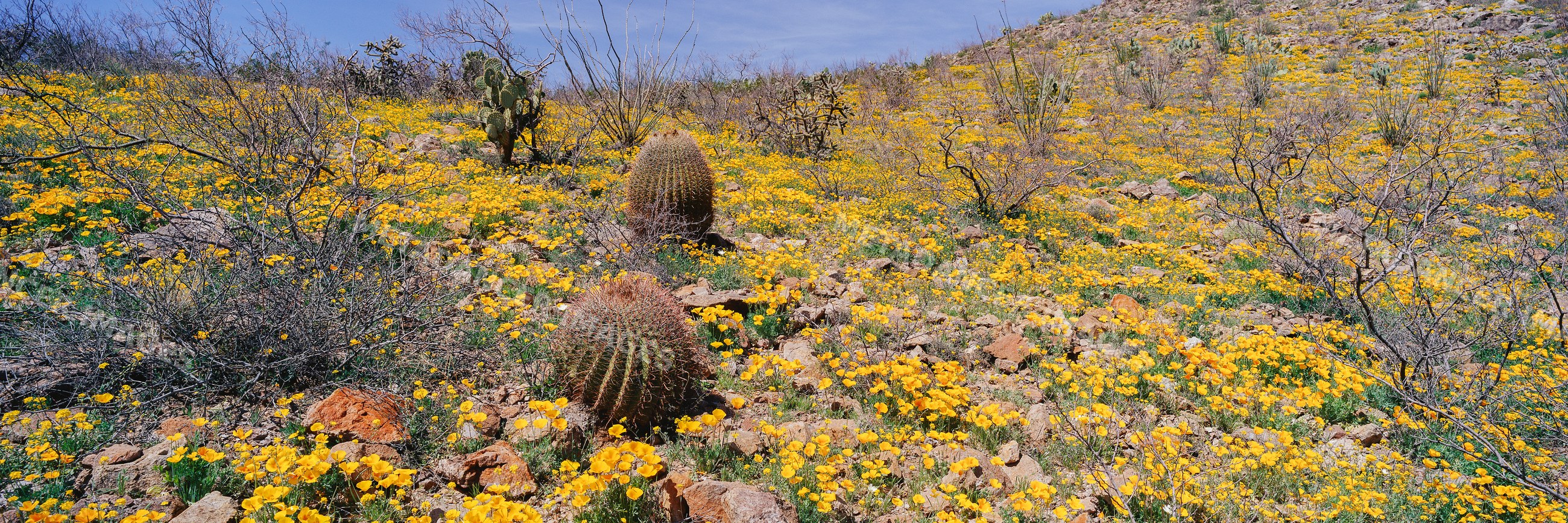 Desert hillside with barrel cactus and blooming yellow wildflowers