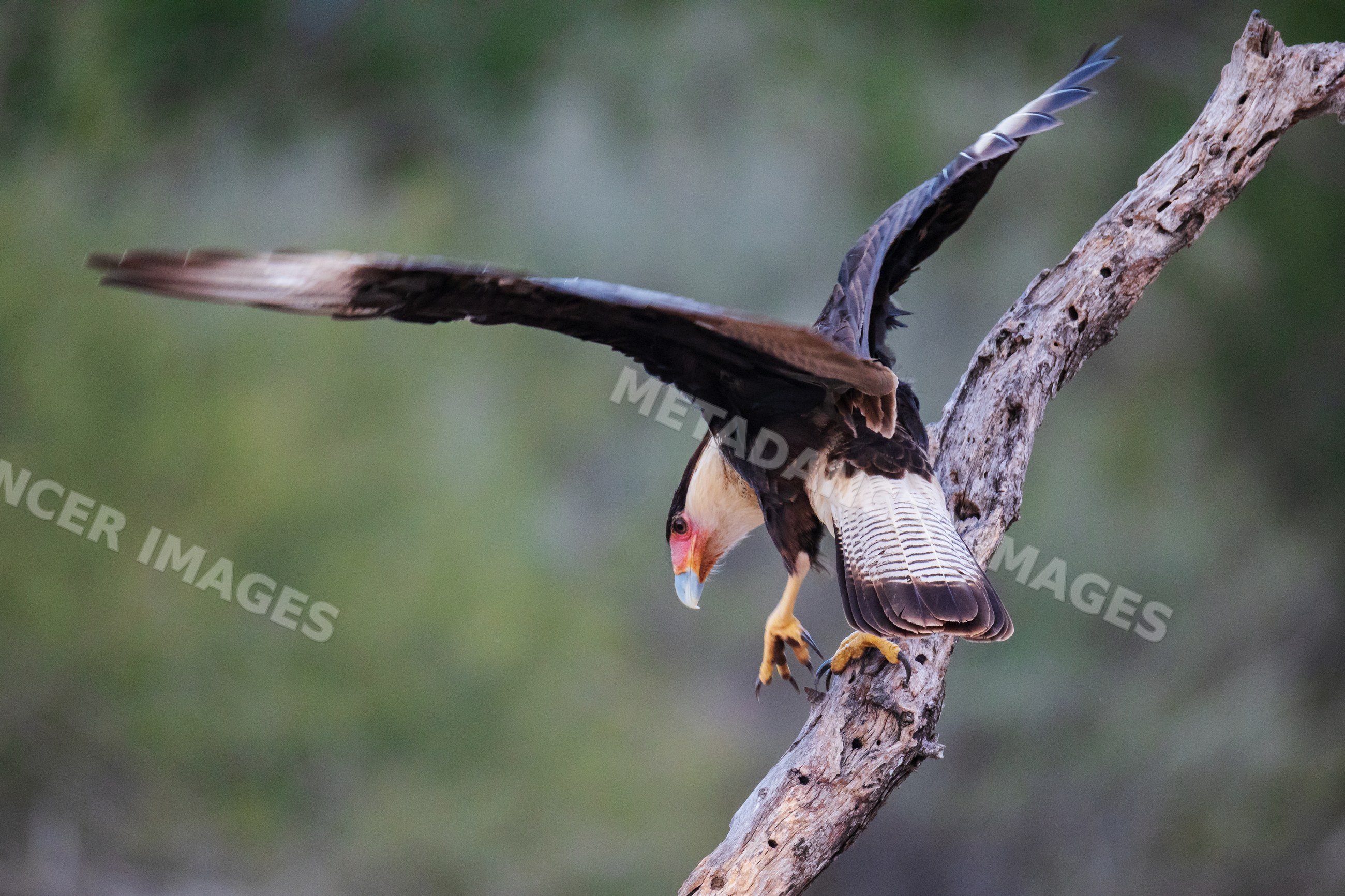 Crested Caracara perching on dead tree branch in Texas Ranch