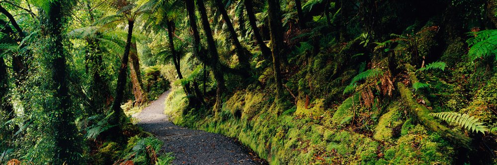 Trail winding through mossy forest with dense ferns