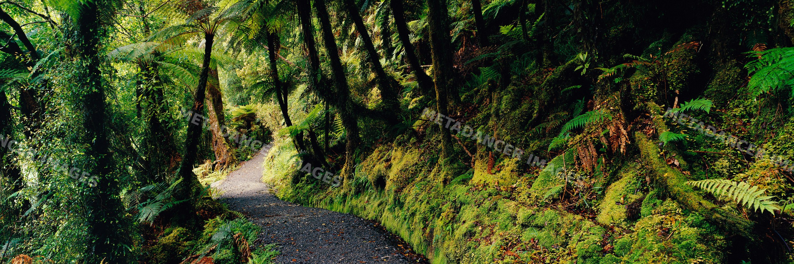 Trail winding through mossy forest with dense ferns