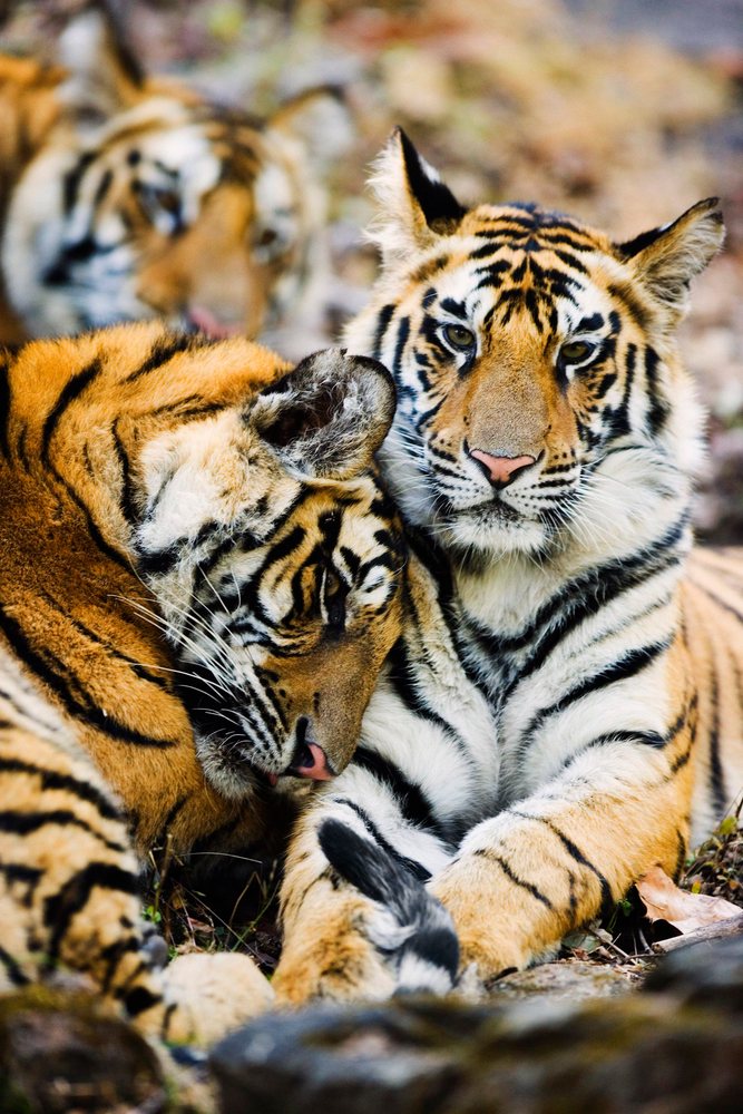 Group of three tigers resting on forest floor