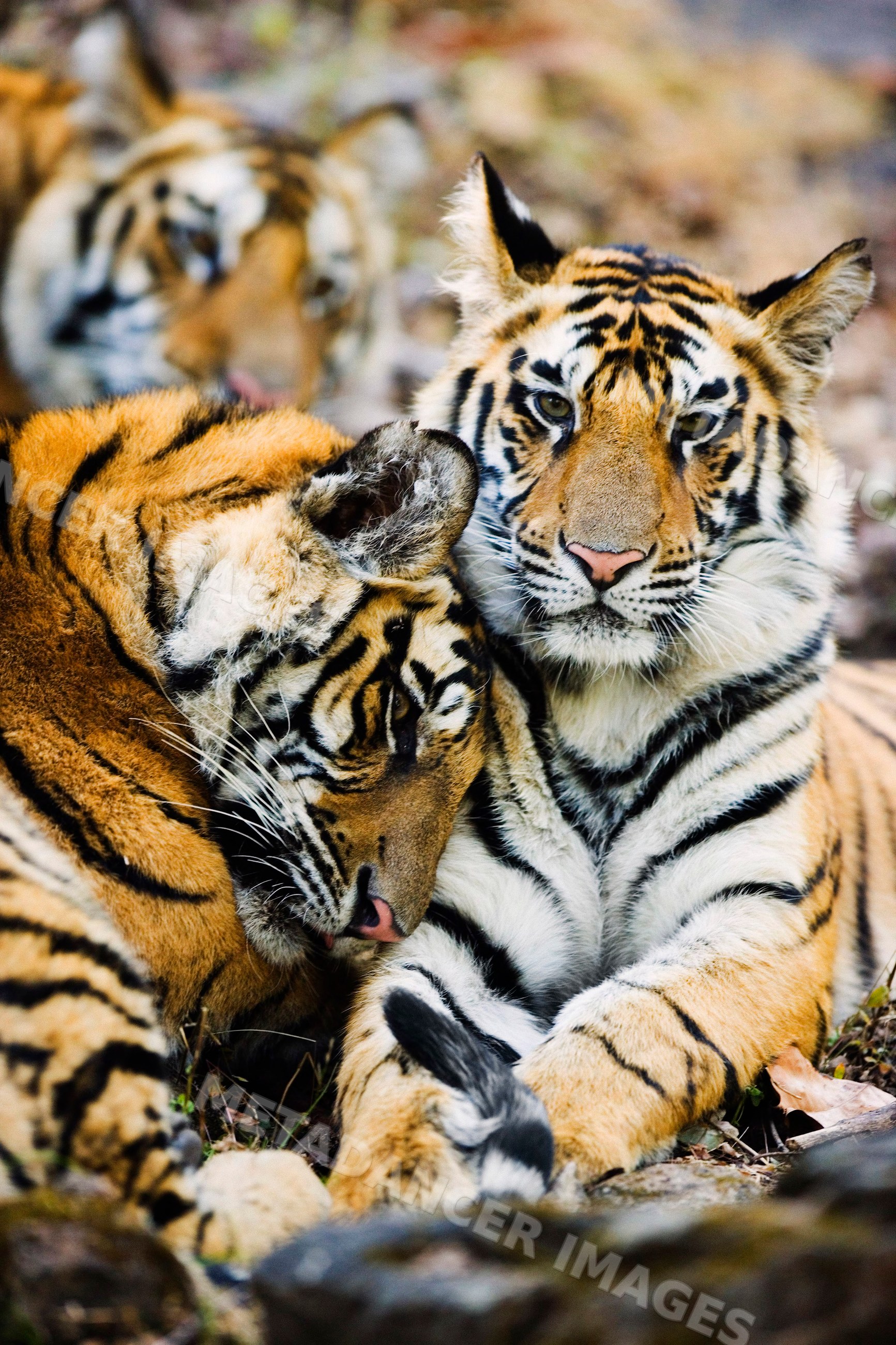 Group of three tigers resting on forest floor