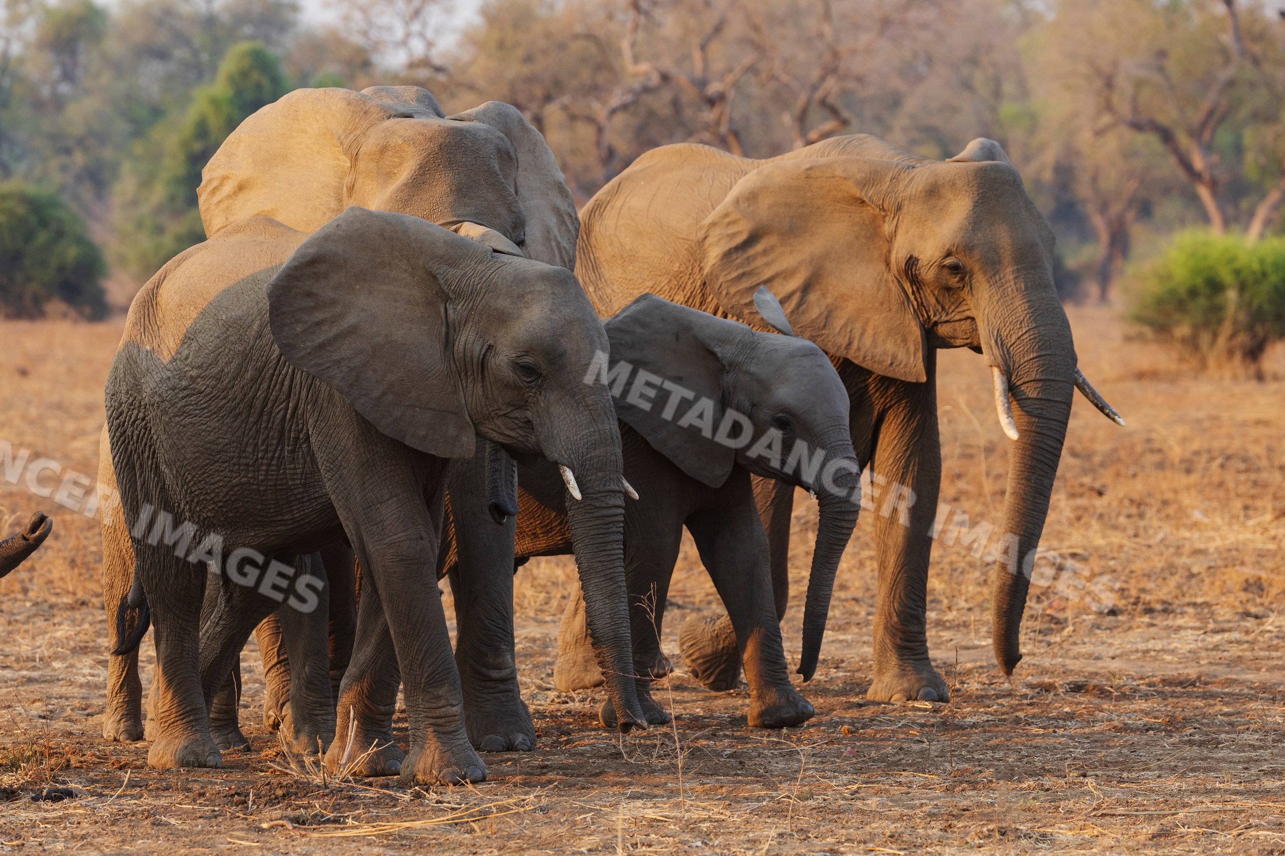 Elephant Breeding Herd in South Luangwa national park Zambia
