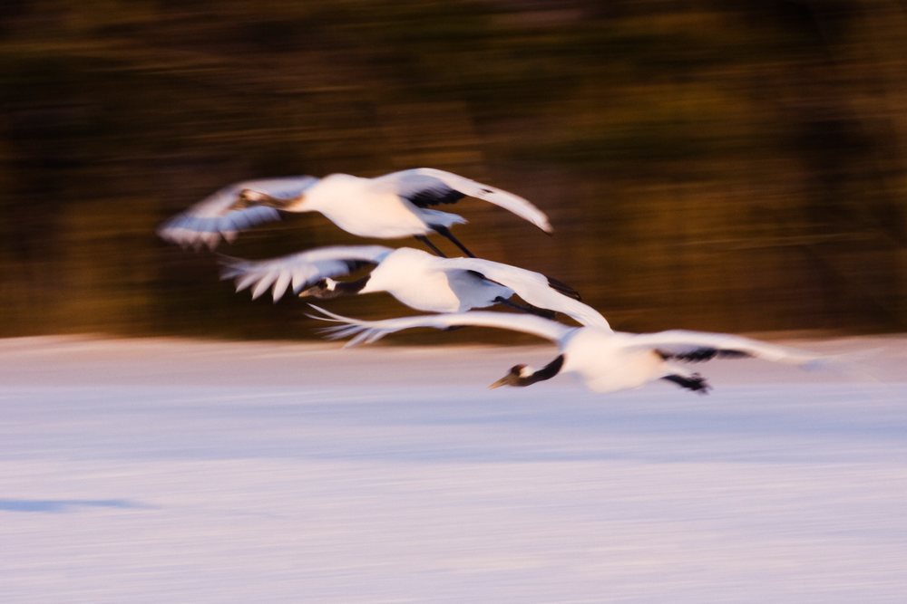 Red crowned cranes flying over snowy landscape, Japan