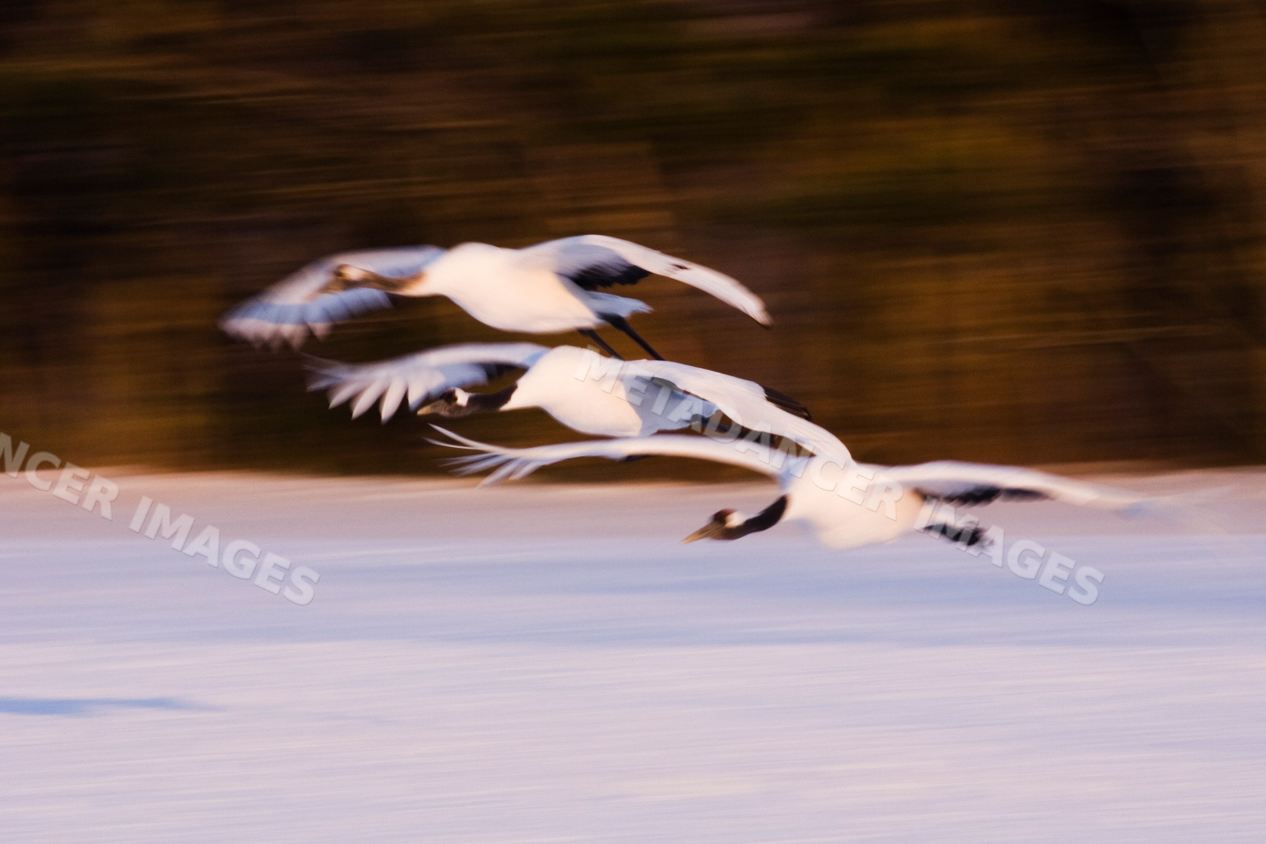 Red crowned cranes flying over snowy landscape, Japan