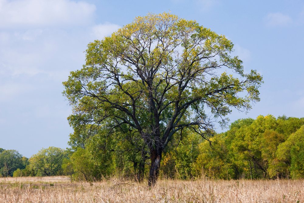 Cottonwood tree with autumn leaves in grassy field, texas