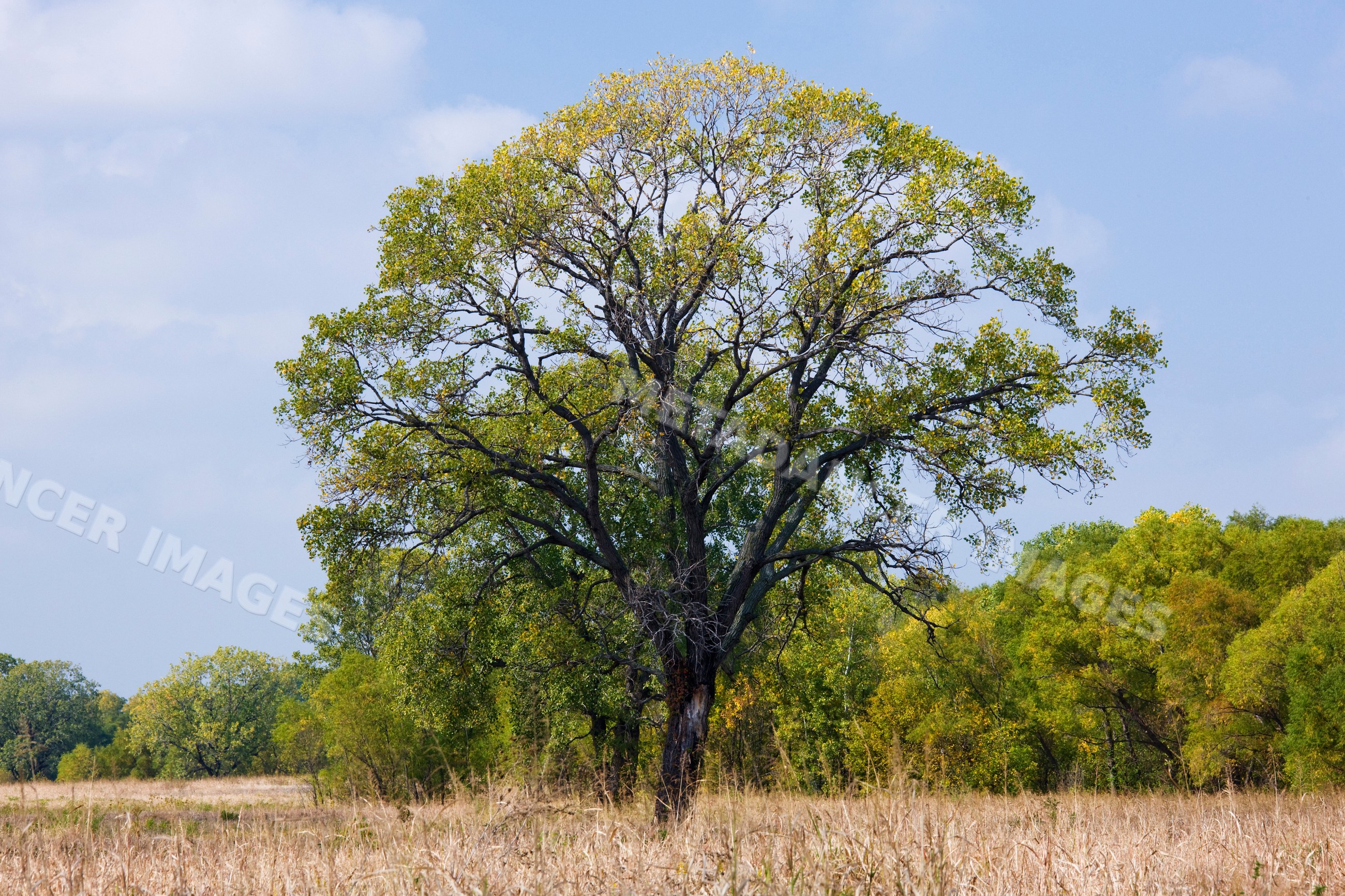 Cottonwood tree with autumn leaves in grassy field, texas