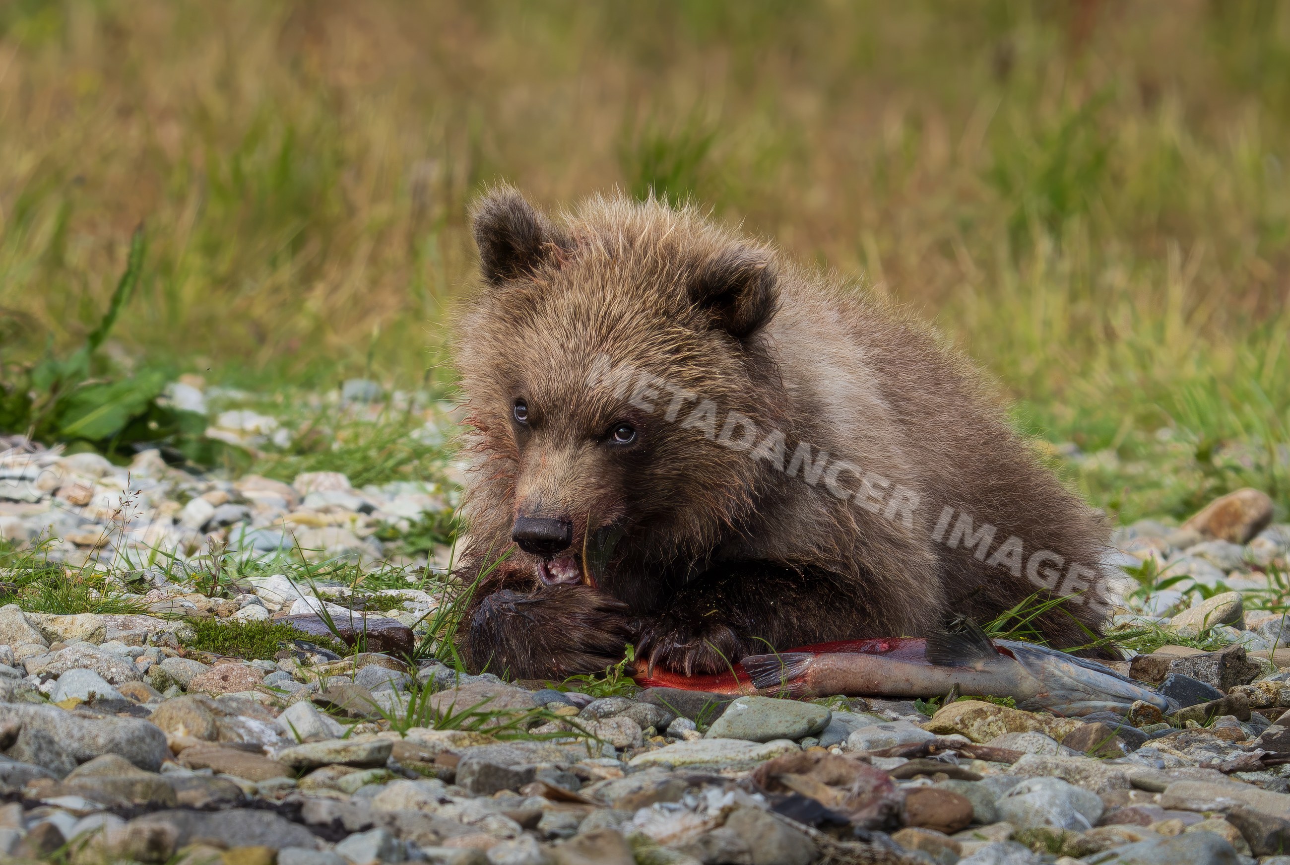 Alaskan Brown bear cub eating salmon on rocky riverbank in Katmai National