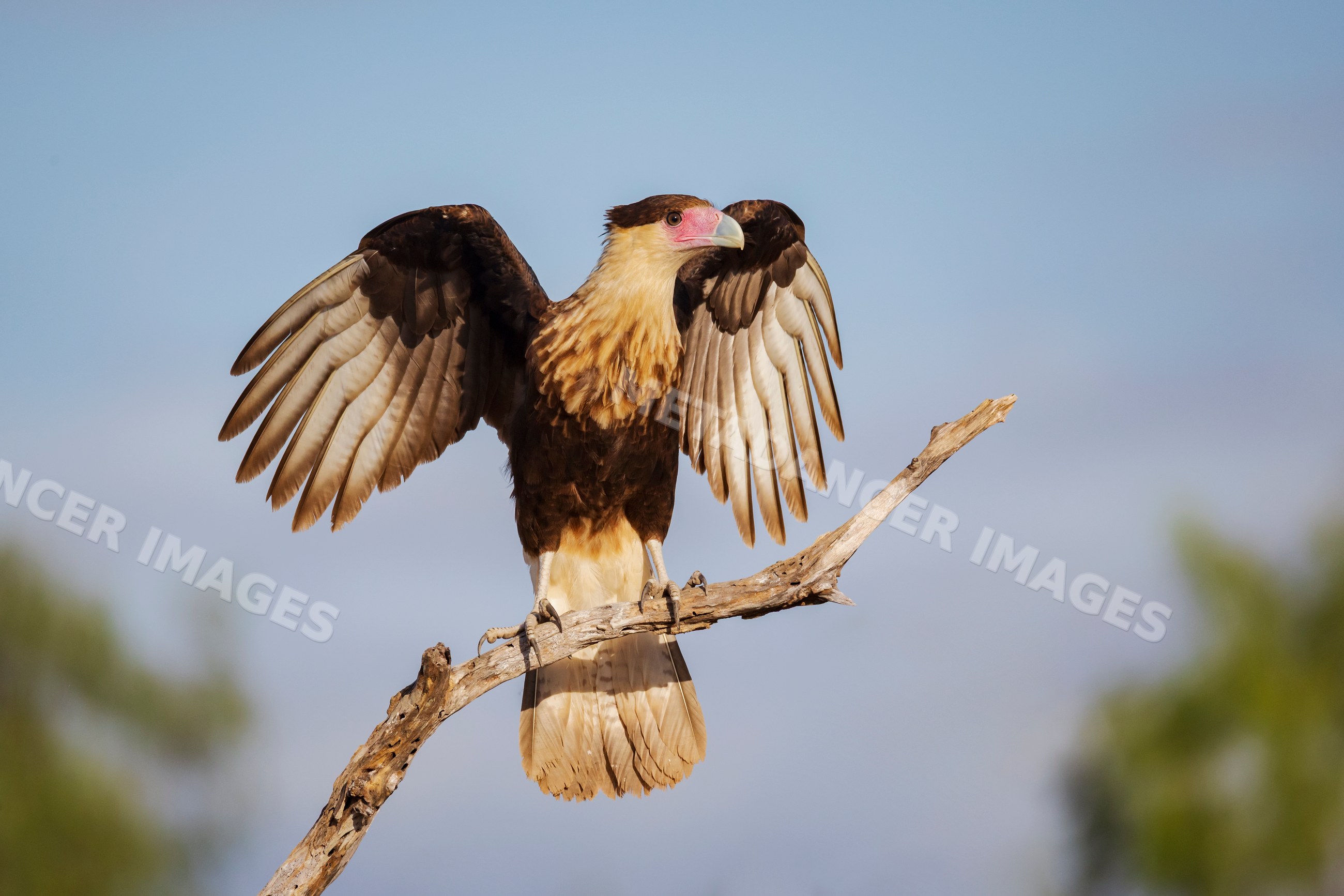 Juvenile Caracara perched on a dead branch