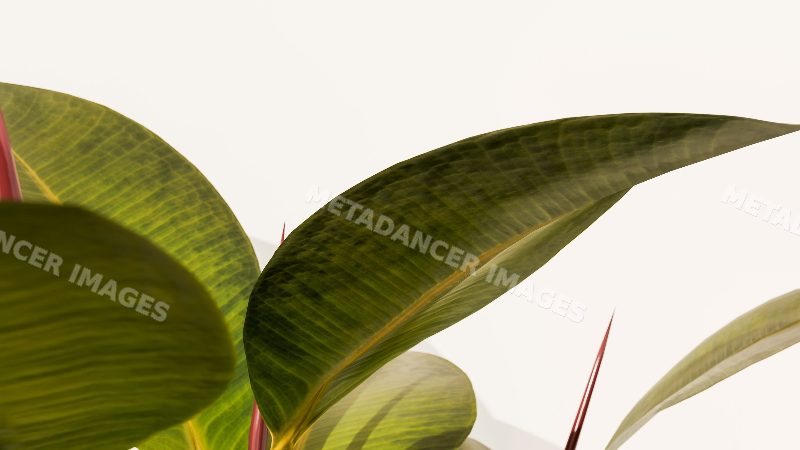 Close-up of rubber plant leaves with red stems
