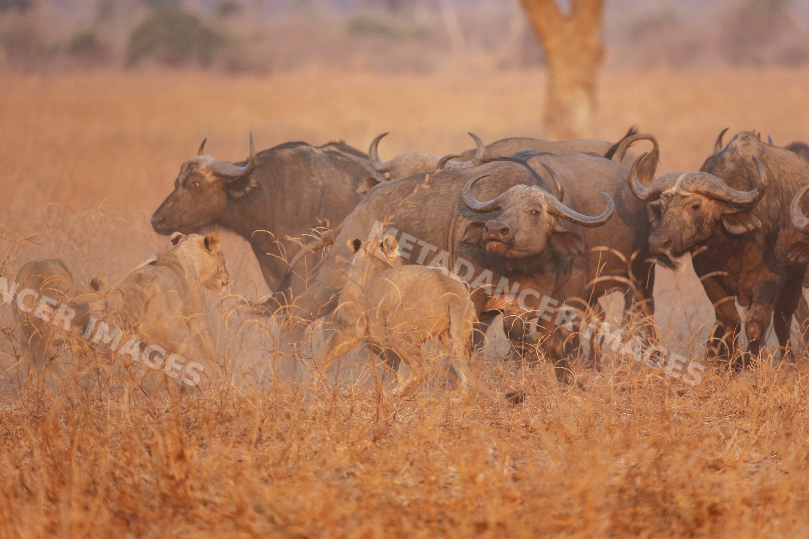 Lions hunting cape buffalo herd in a park