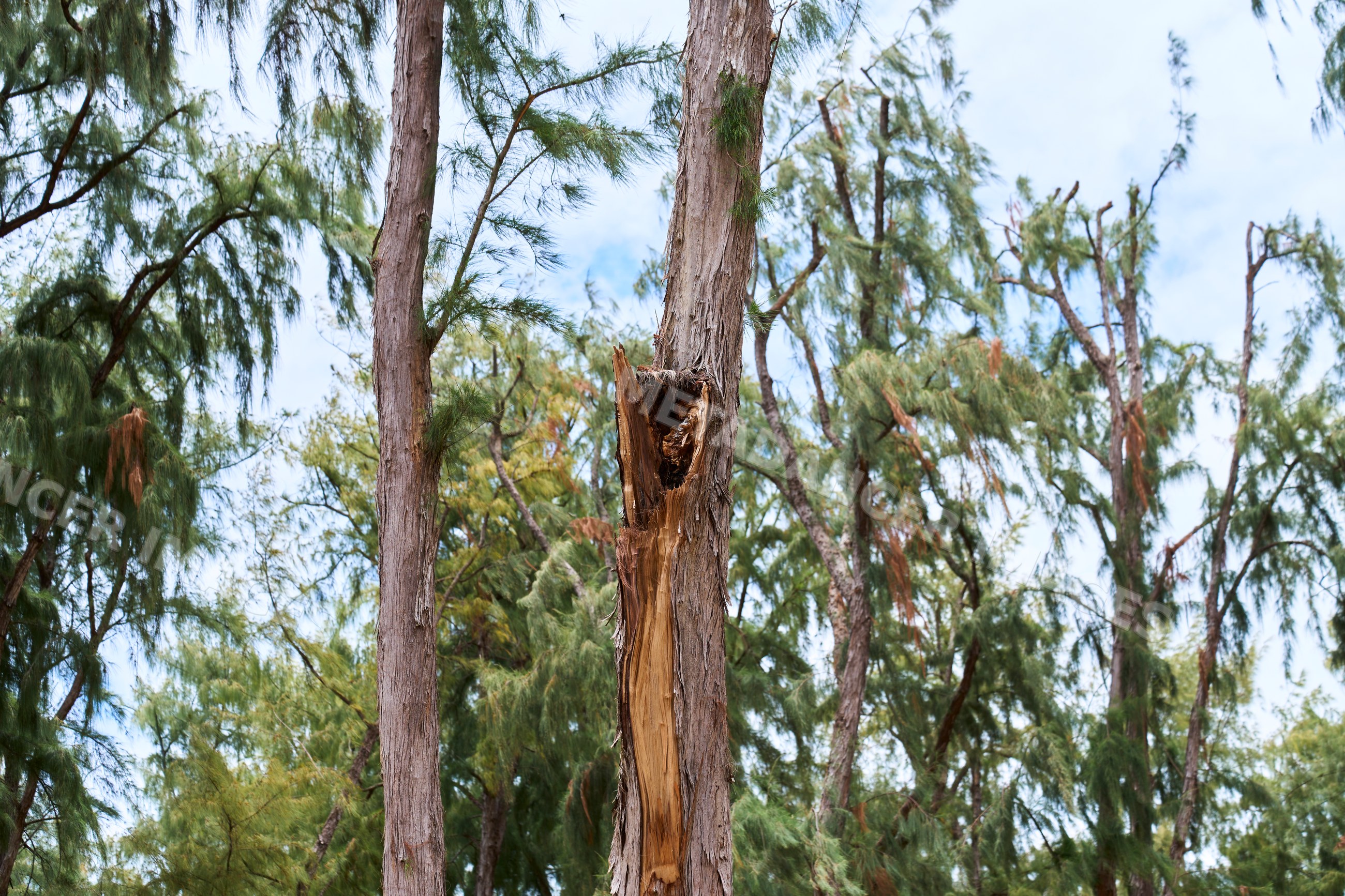 Damaged tree trunk with splintered bark in forested area in Hawaii