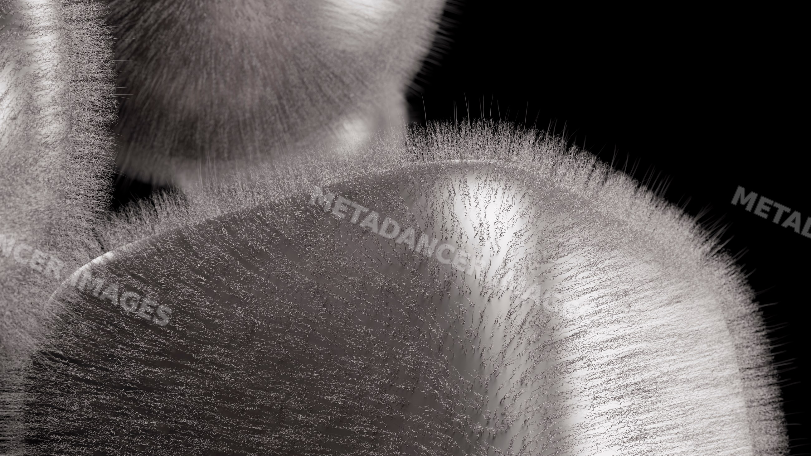 Microscopic close-up showing fine hairlike fungal structures