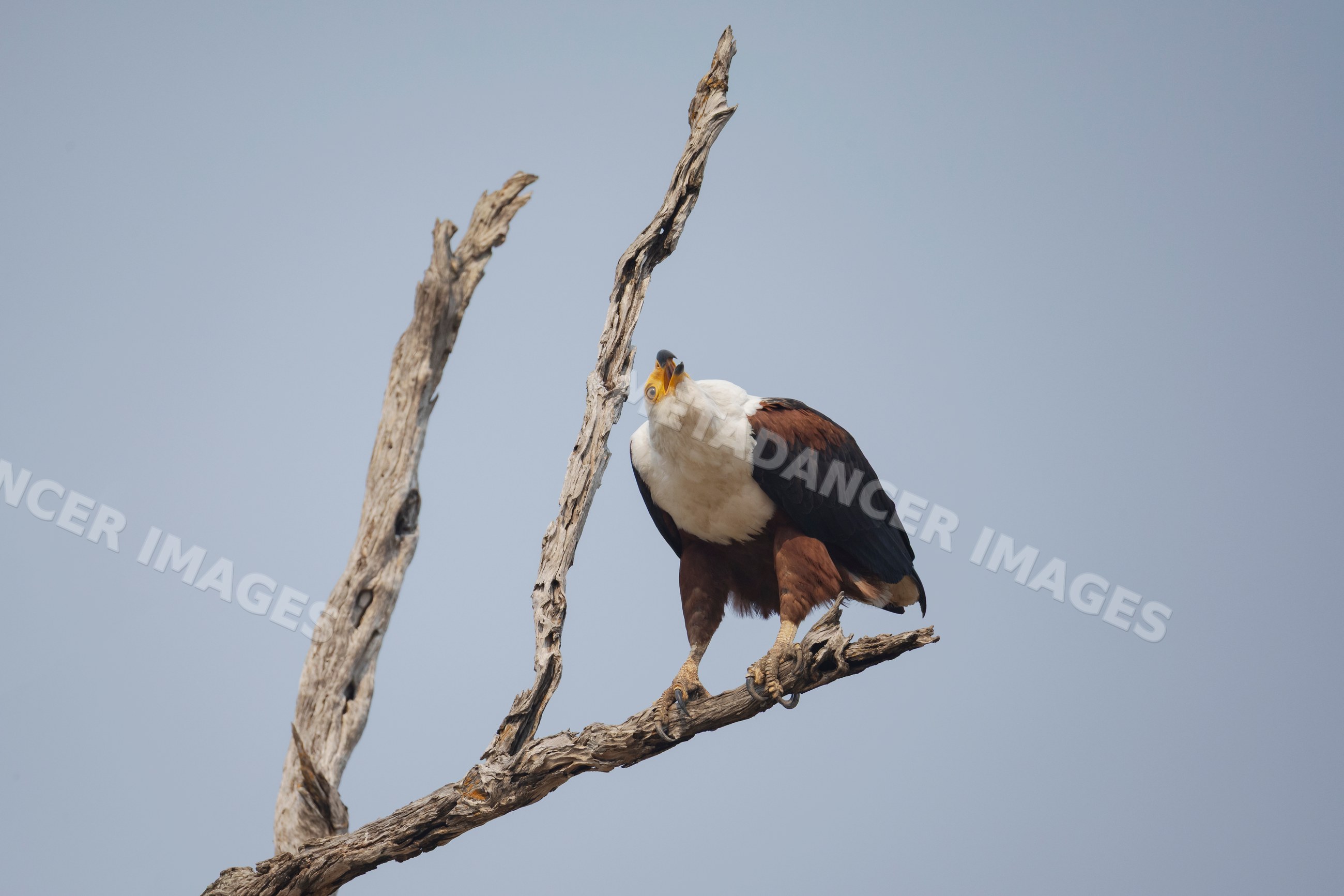 African fish eagle perched and calling in a park