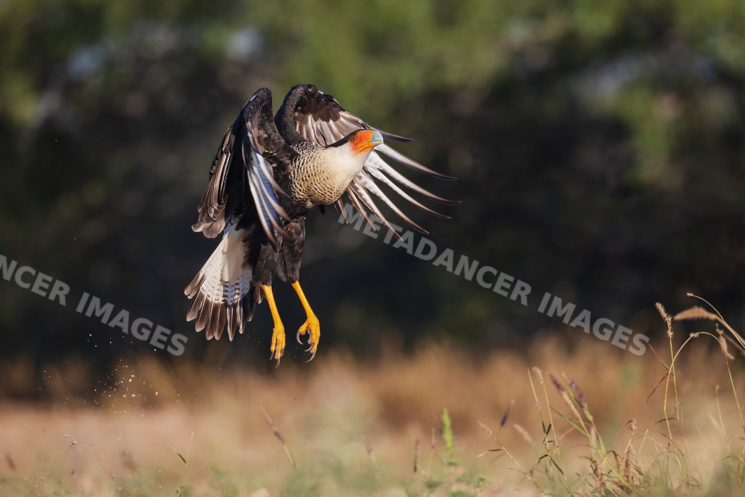 Crested caracara taking off from the ground in Texas grassland