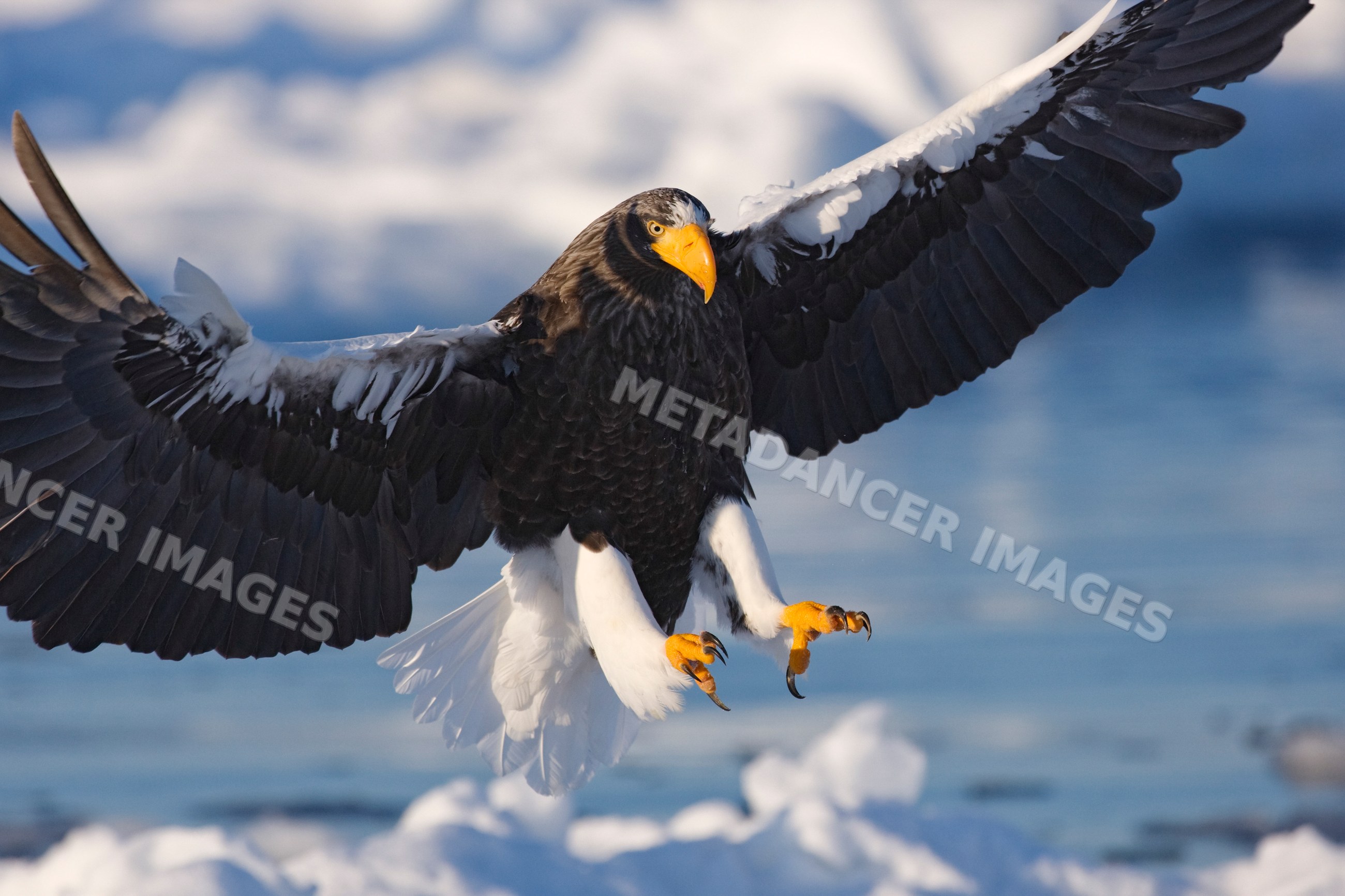Steller's sea eagle flying near nemuro channel, japan