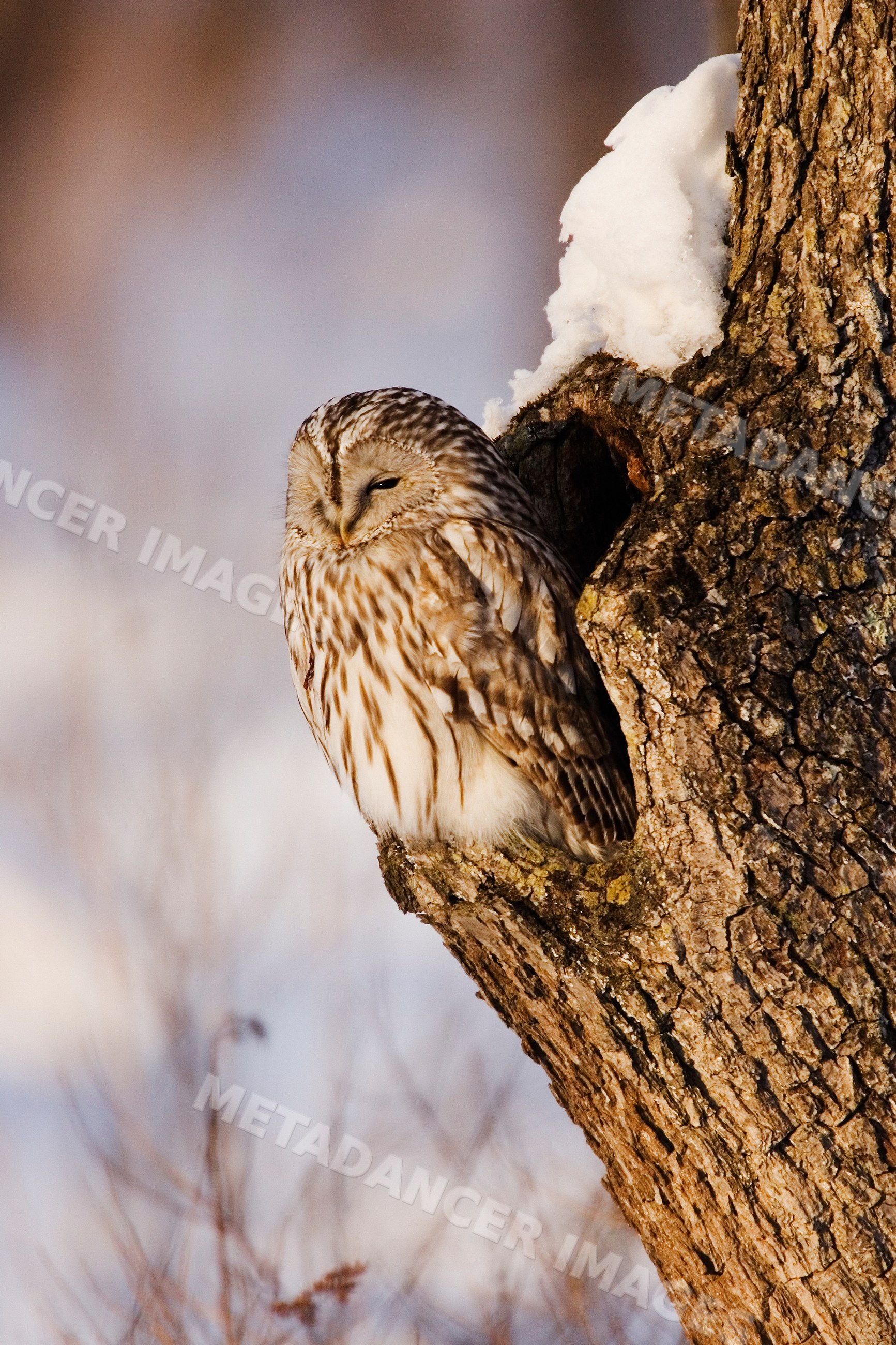 Ural owl perched on snowy tree trunk in winter Japan