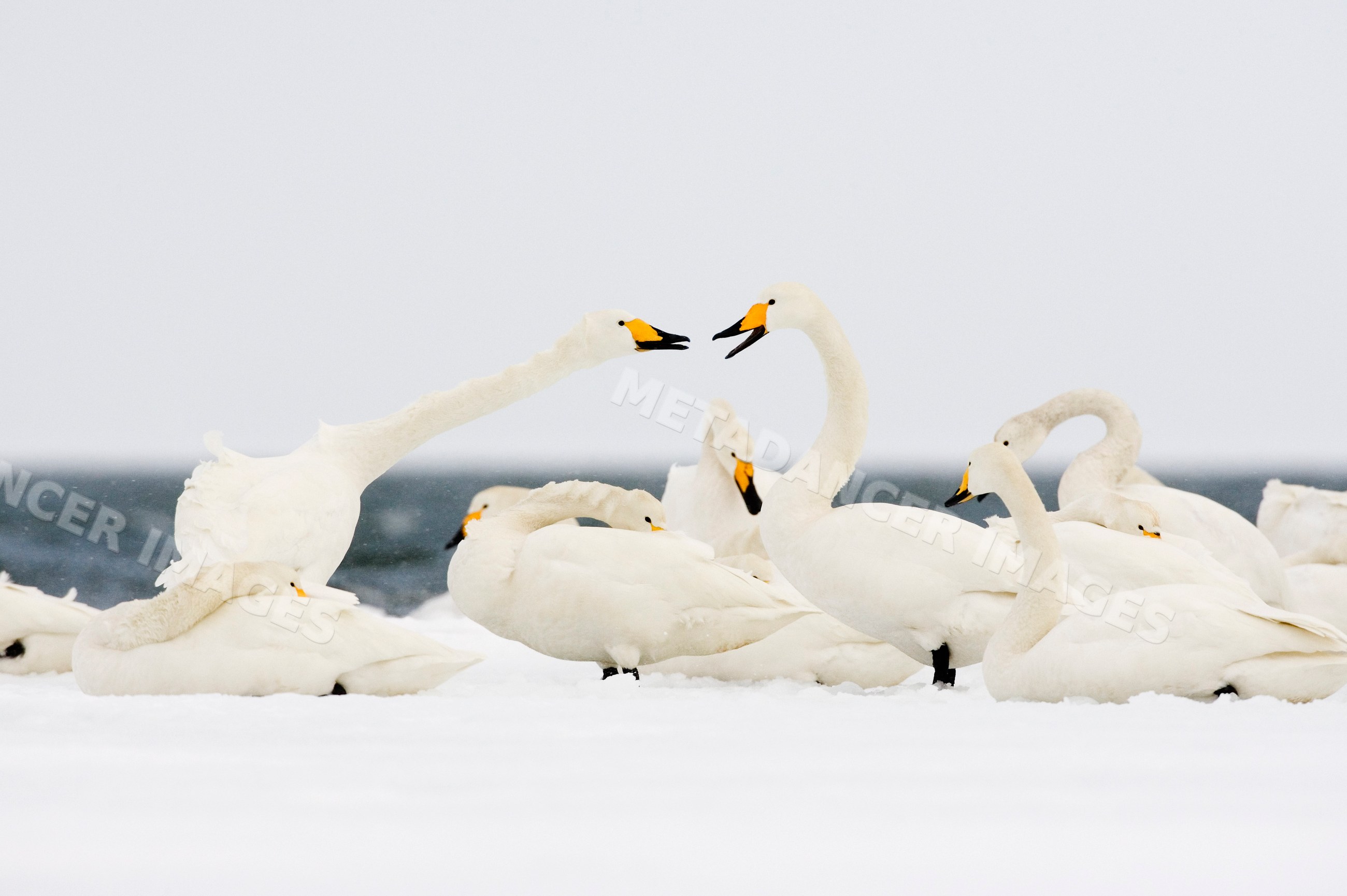 Whooper swans resting on snowy ground near water japan