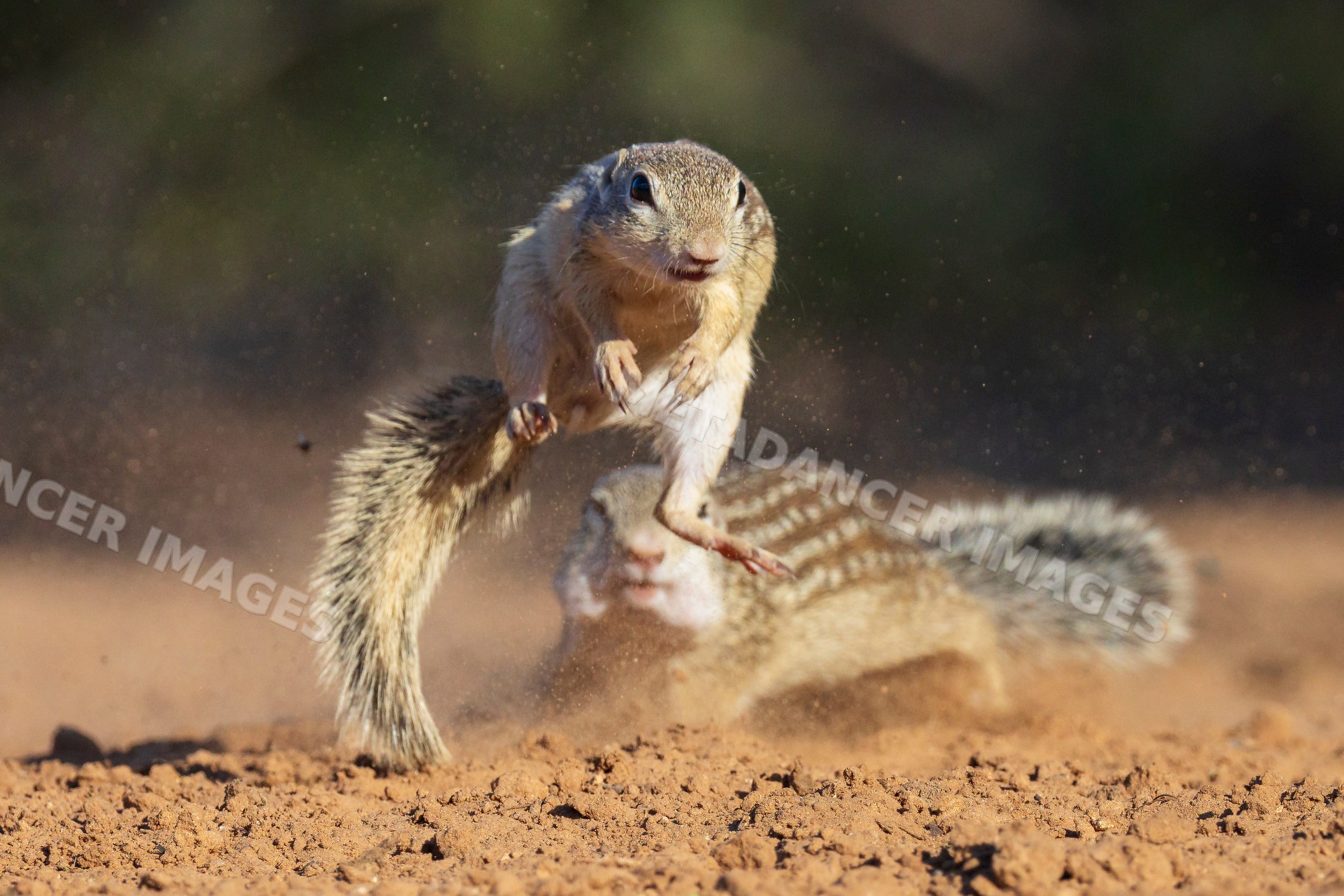 Ground Squirrels interacting on dry soil at santa clara ranch, Texas