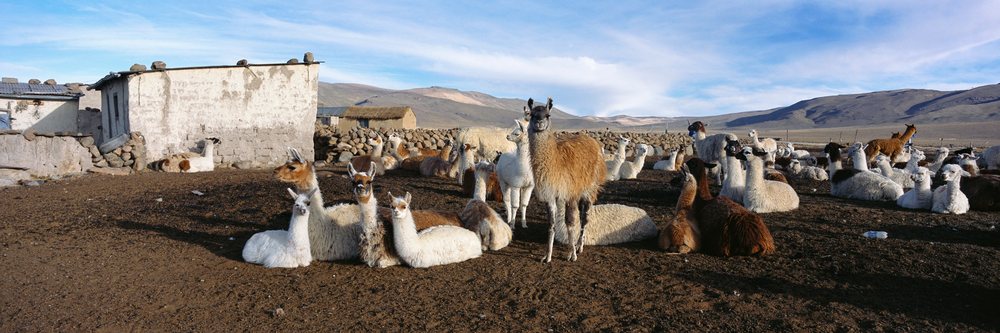 Herd of alpacas resting on a farm peru