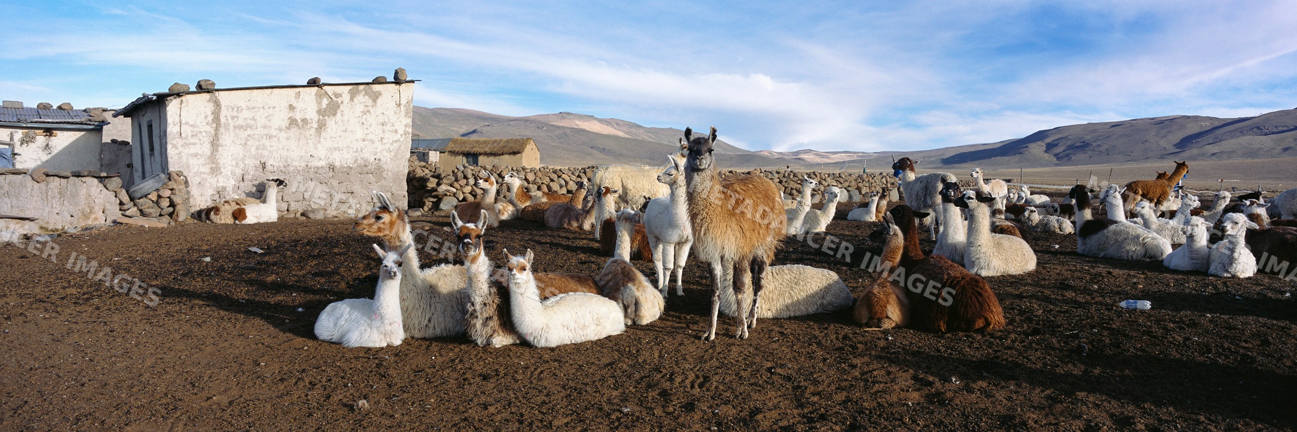 Herd of alpacas resting on a farm peru