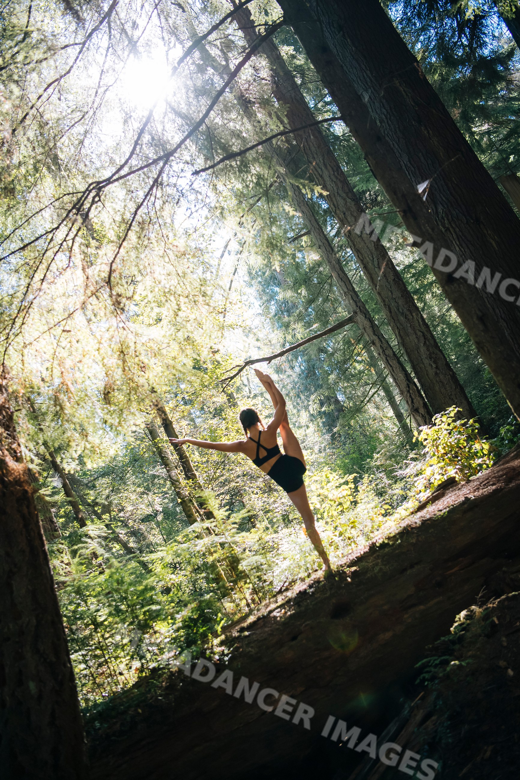 Contortionist stretching on fallen tree trunk in sunlit Tacoma forest