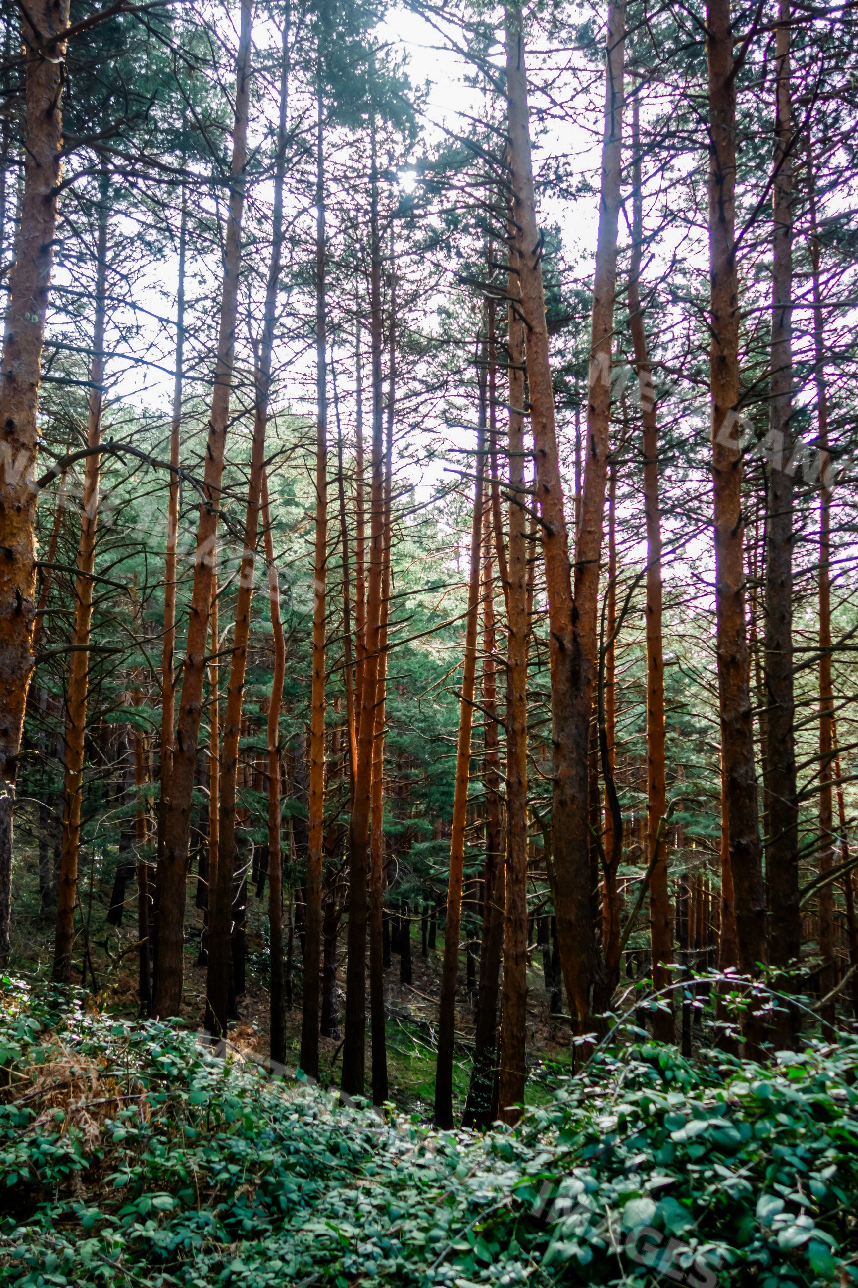 Pine forest with dense trees and green foliage