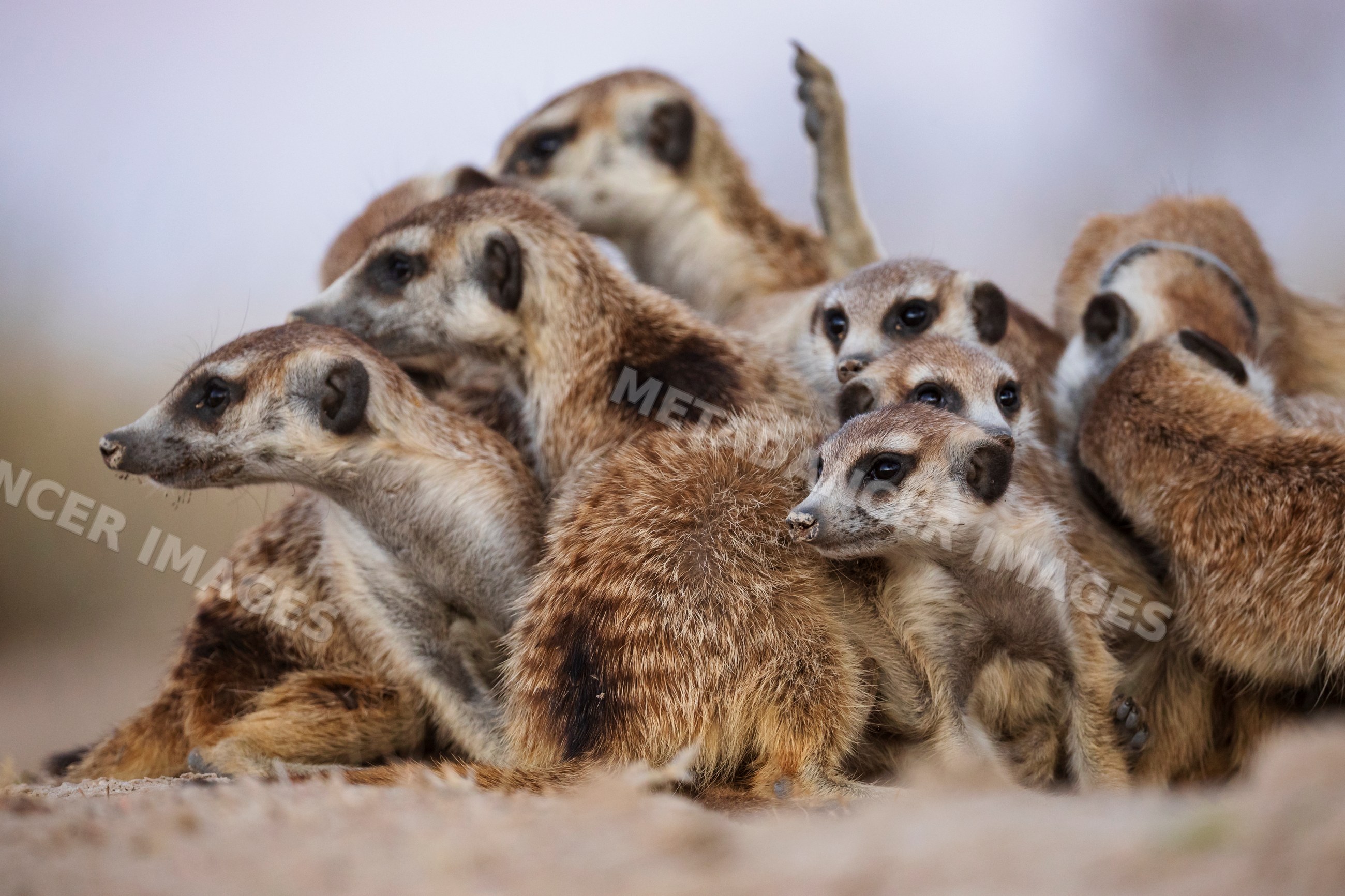 Meerkat group huddling in Kalahari Desert South Africa
