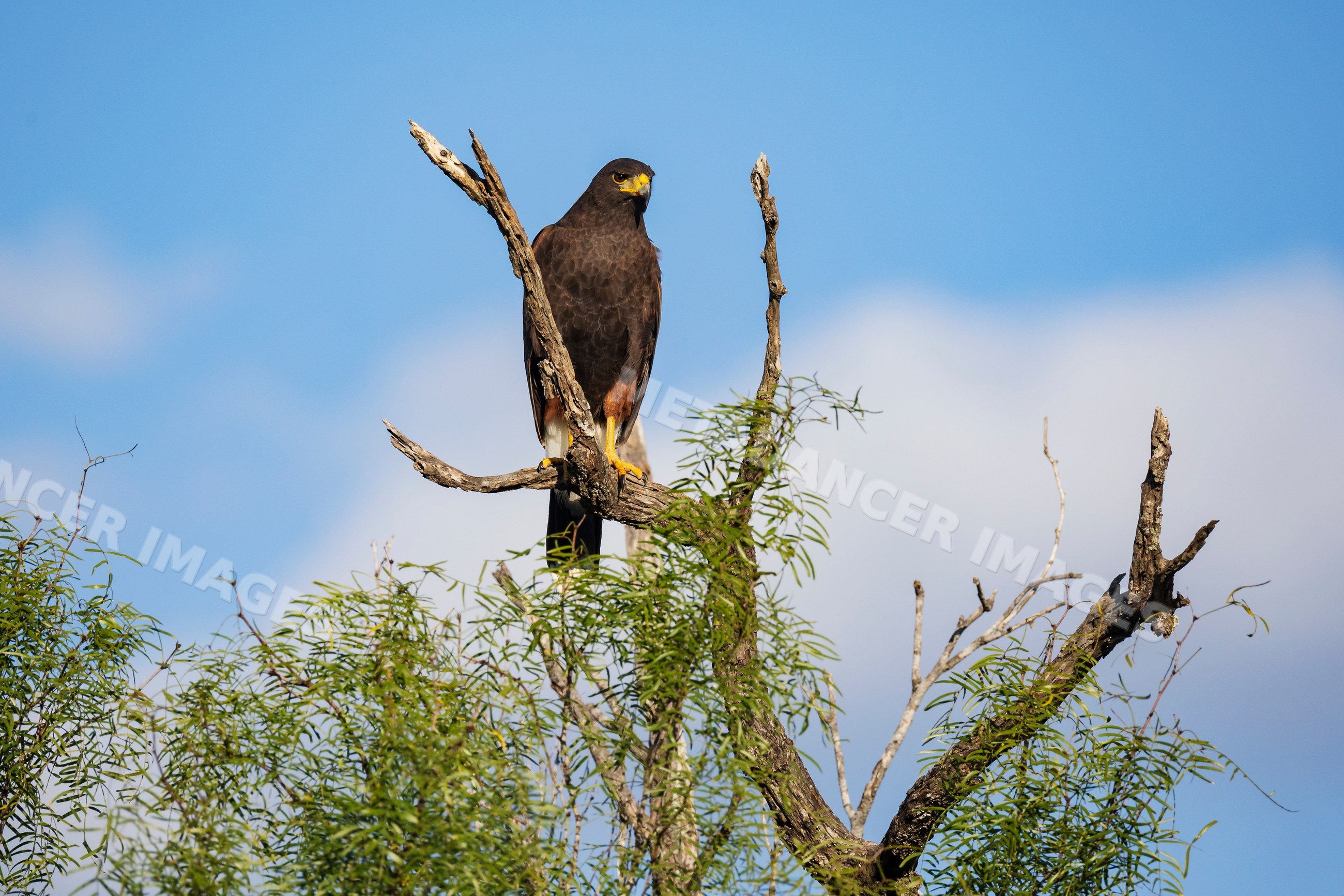 Harris hawk perched in a Mesquite Tree at santa clara ranch