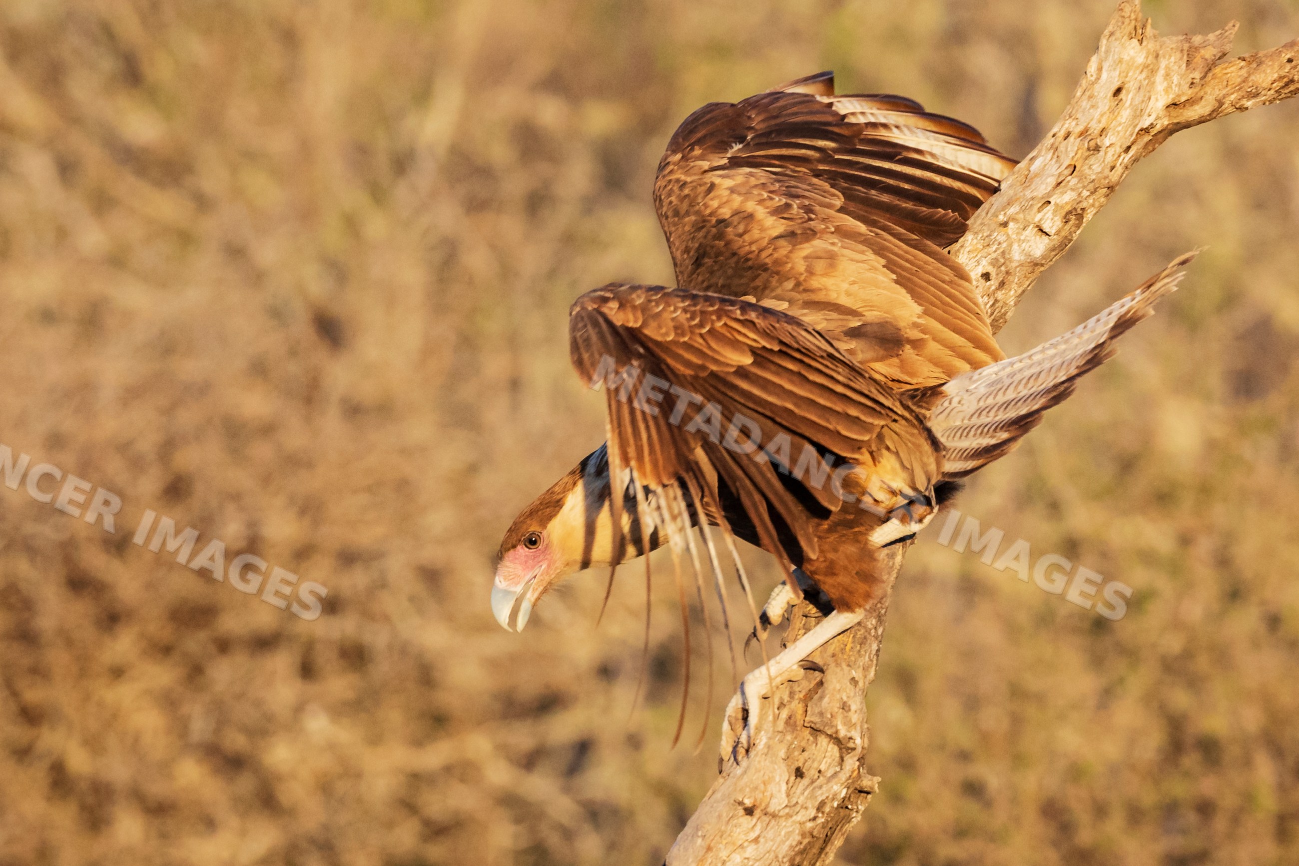 Juvenile Crested Caracara perched on Dead Tree