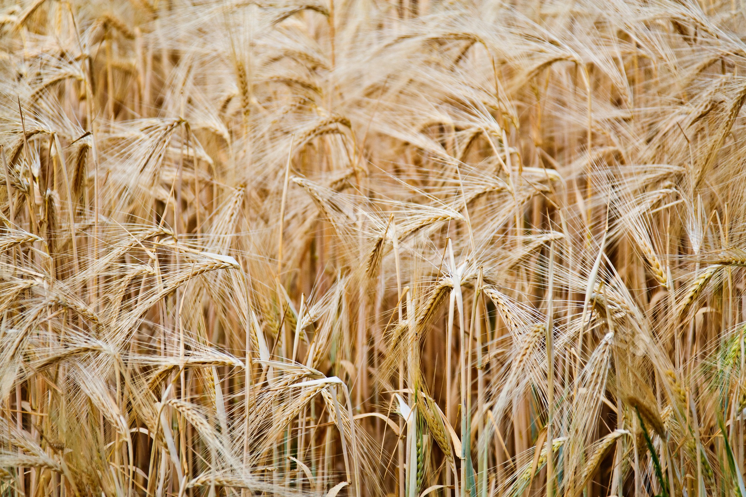 Wheat crop in a golden field ready for harvest