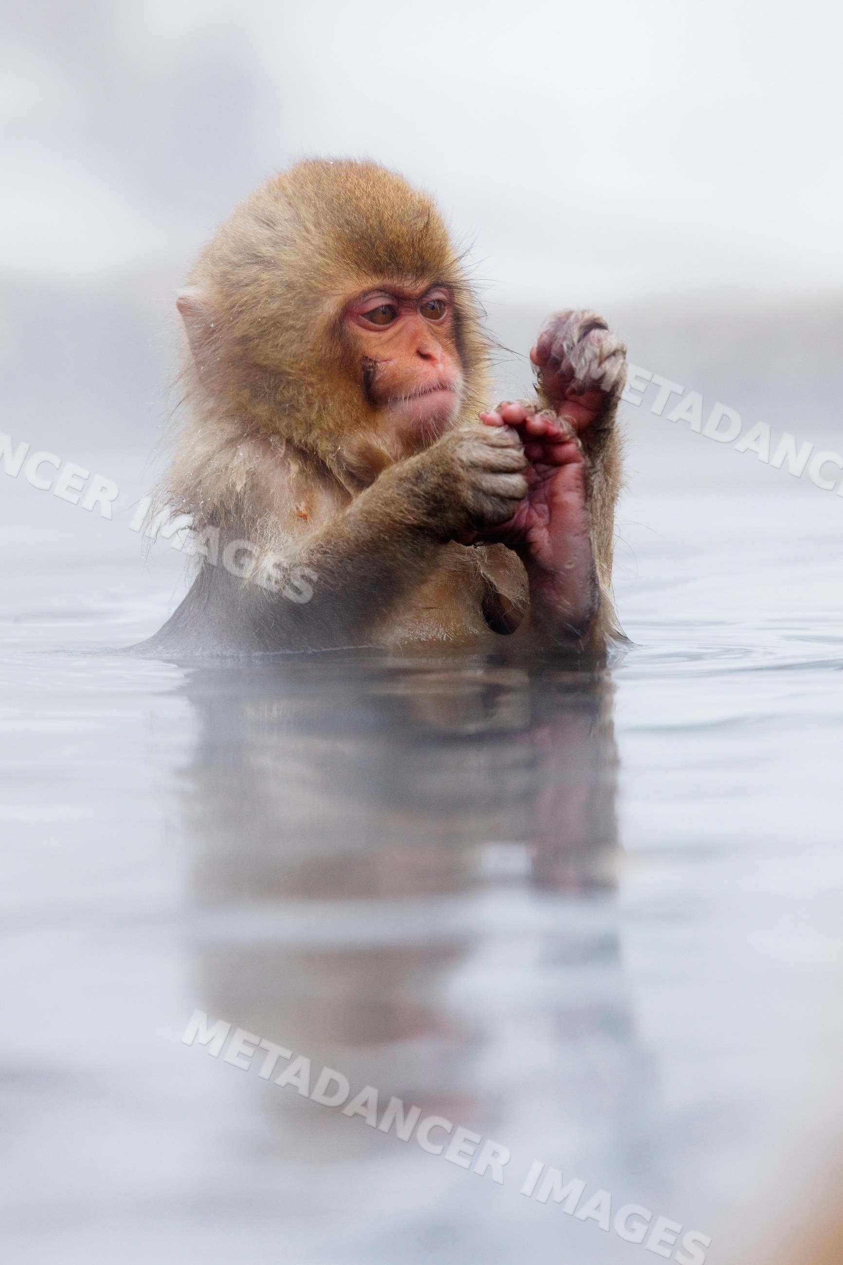 Japanese macaque playing with its foot in hot spring water