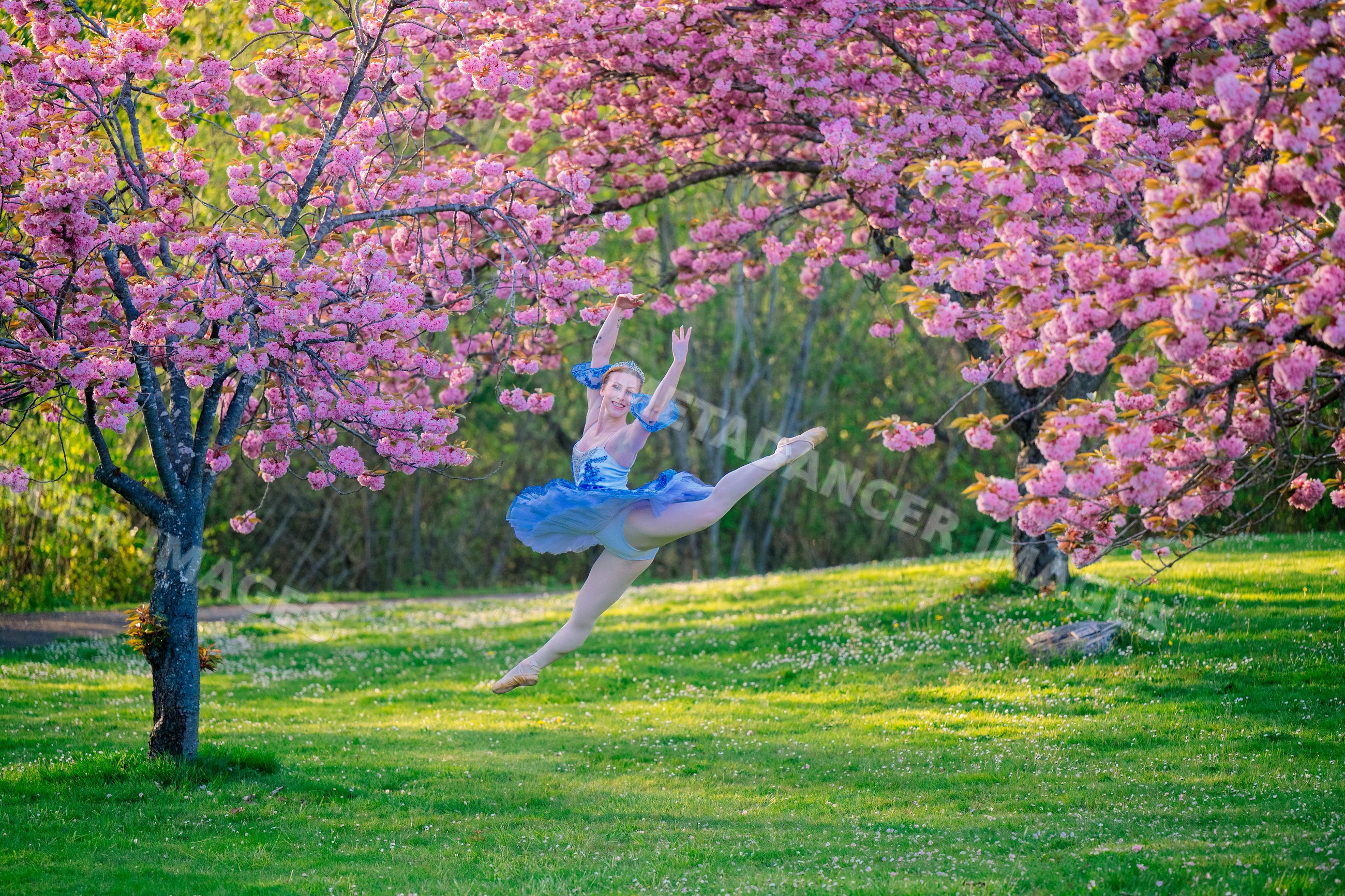 A dancer jumps gracefully beneath cherry