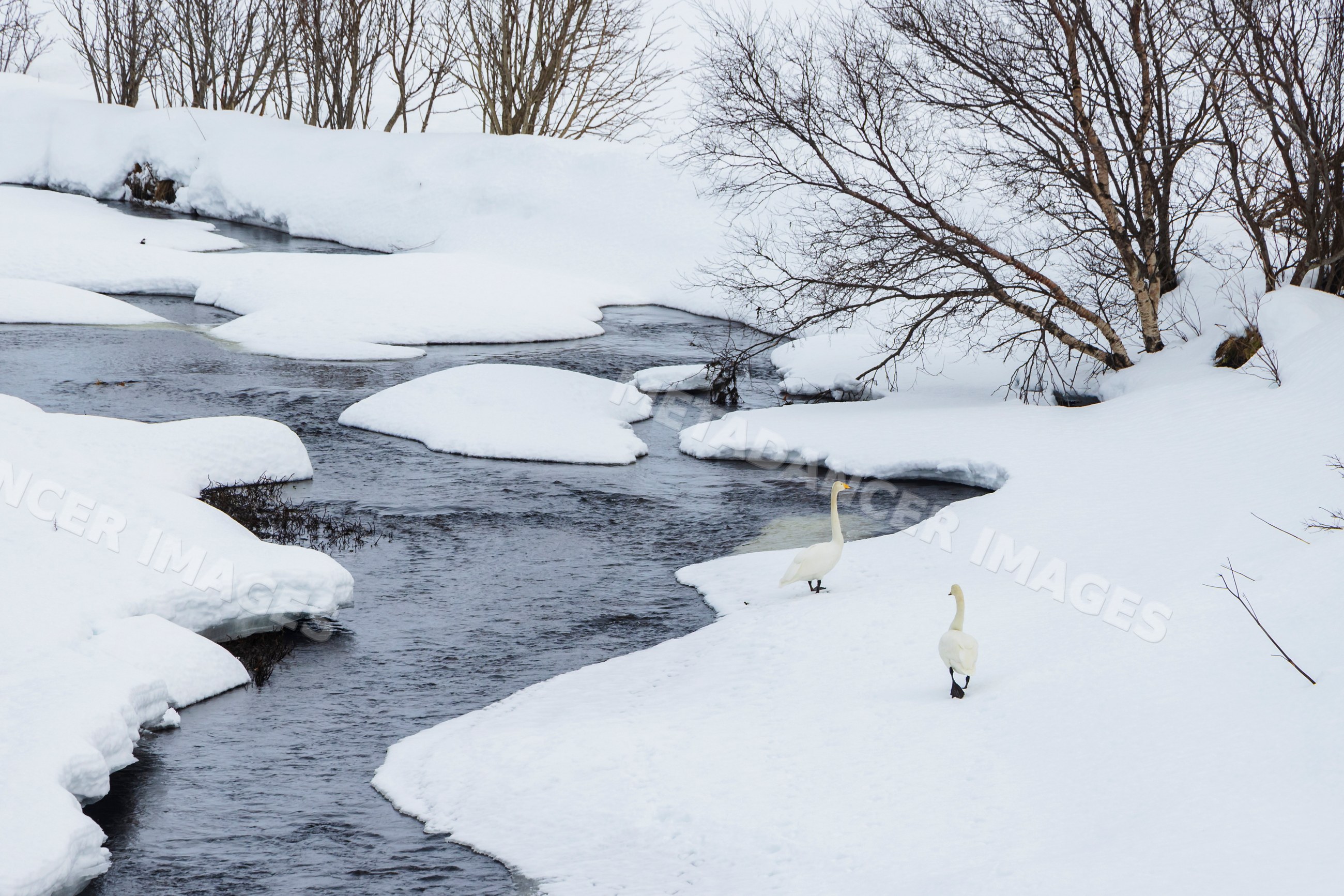 Whooper swans beside Snow-covered Stream in leknes, Lofoten, Norway