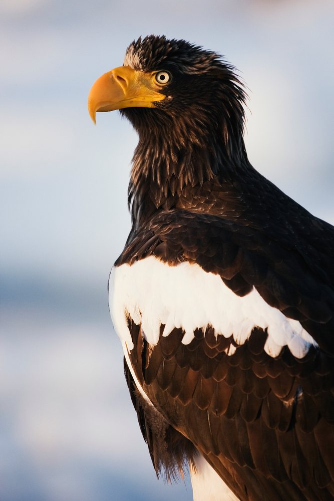 Steller's sea eagle perched near nemuro channel Japan