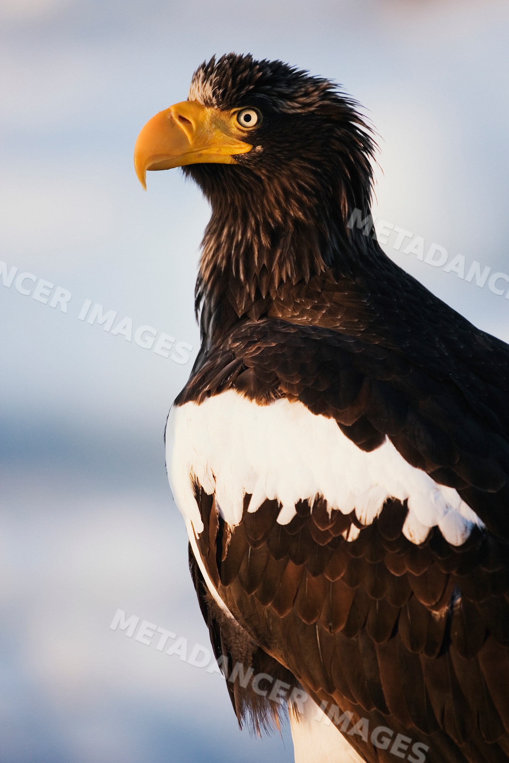 Steller's sea eagle perched near nemuro channel Japan