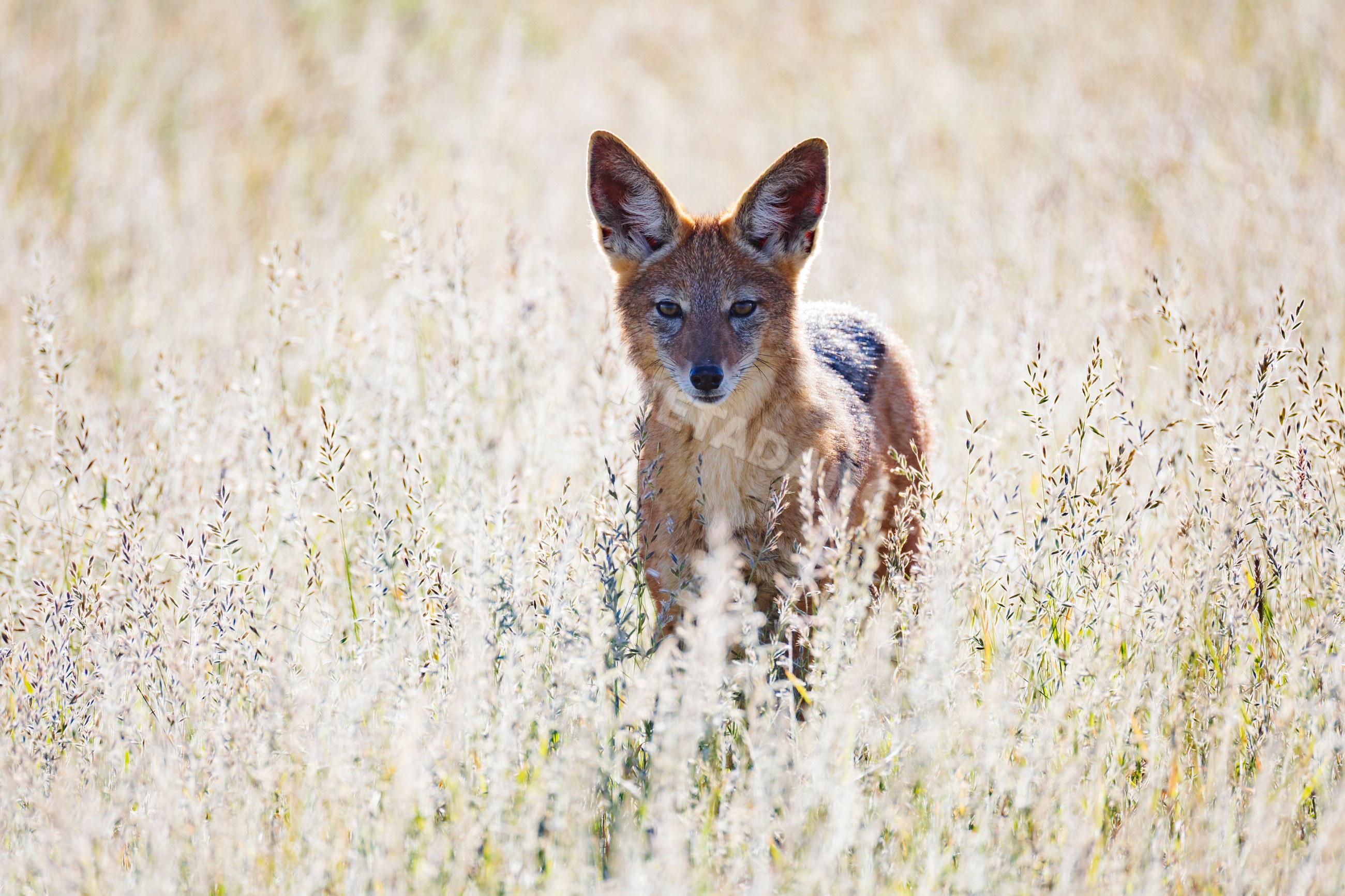 Black-Backed Jackal standing alert in backlit grasses in Namibia